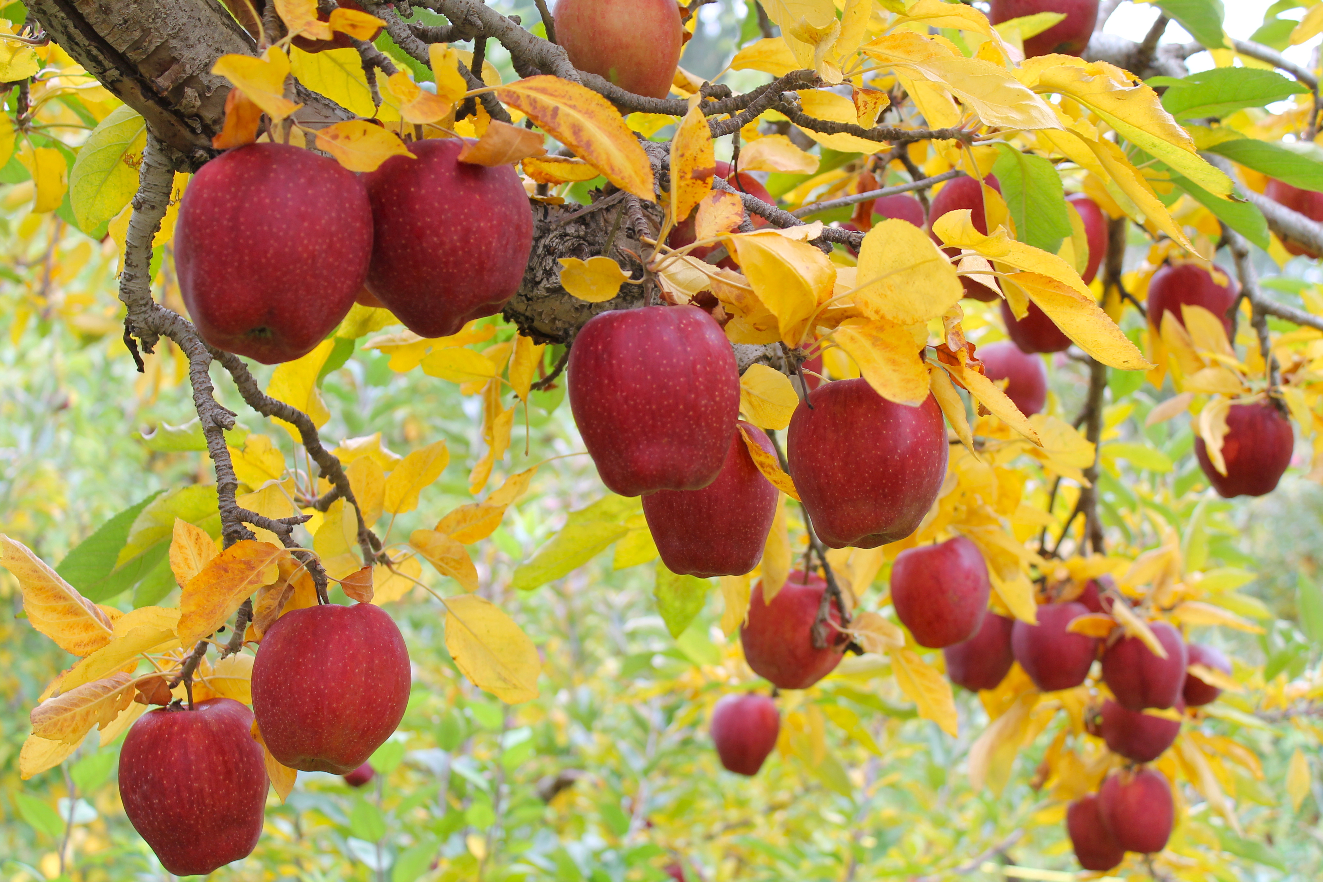 Осенний сад яблоки. Осенний сад. Деревья и плоды. Осенние плоды. Фруктовые деревья.