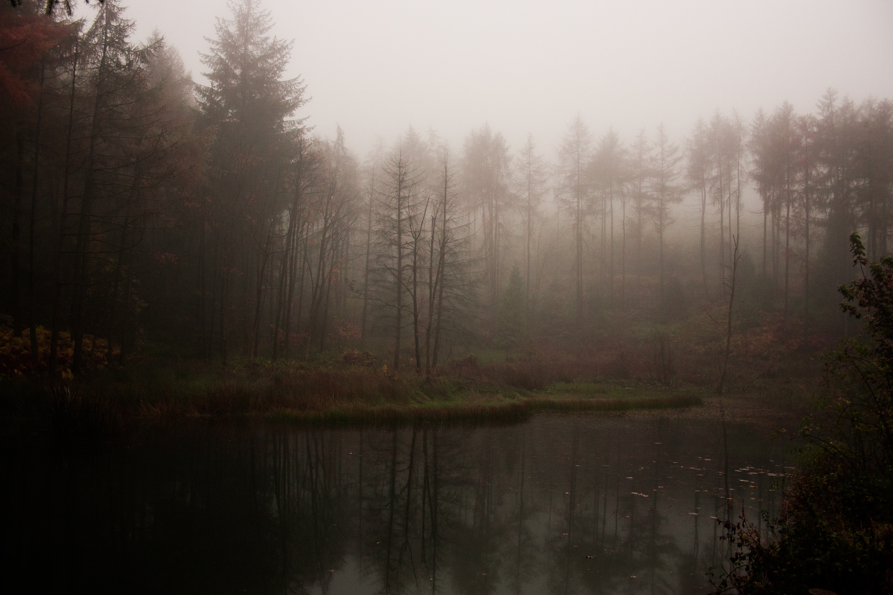 Грустное озеро. Лес в тумане. Мрачный лес. Мрачный пейзаж. Озеро в тумане.
