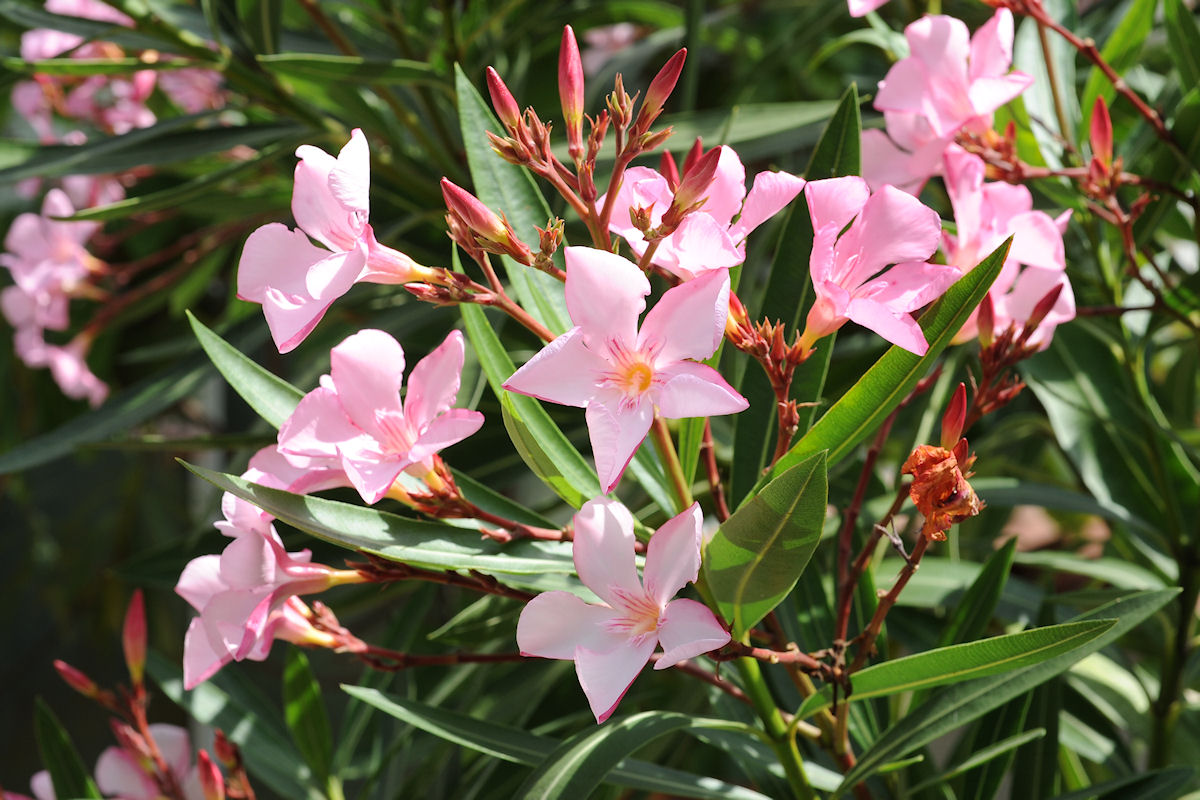 Oleander Wallpapers High Quality | Download Free