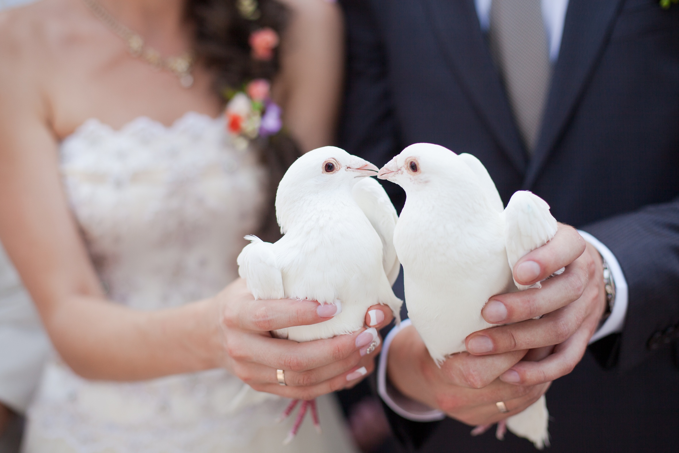 Пусть жених. Голуби на свадьбу. Белые голуби на свадьбу. Молодожены и голуби. Свадебные голуби с кольцами.