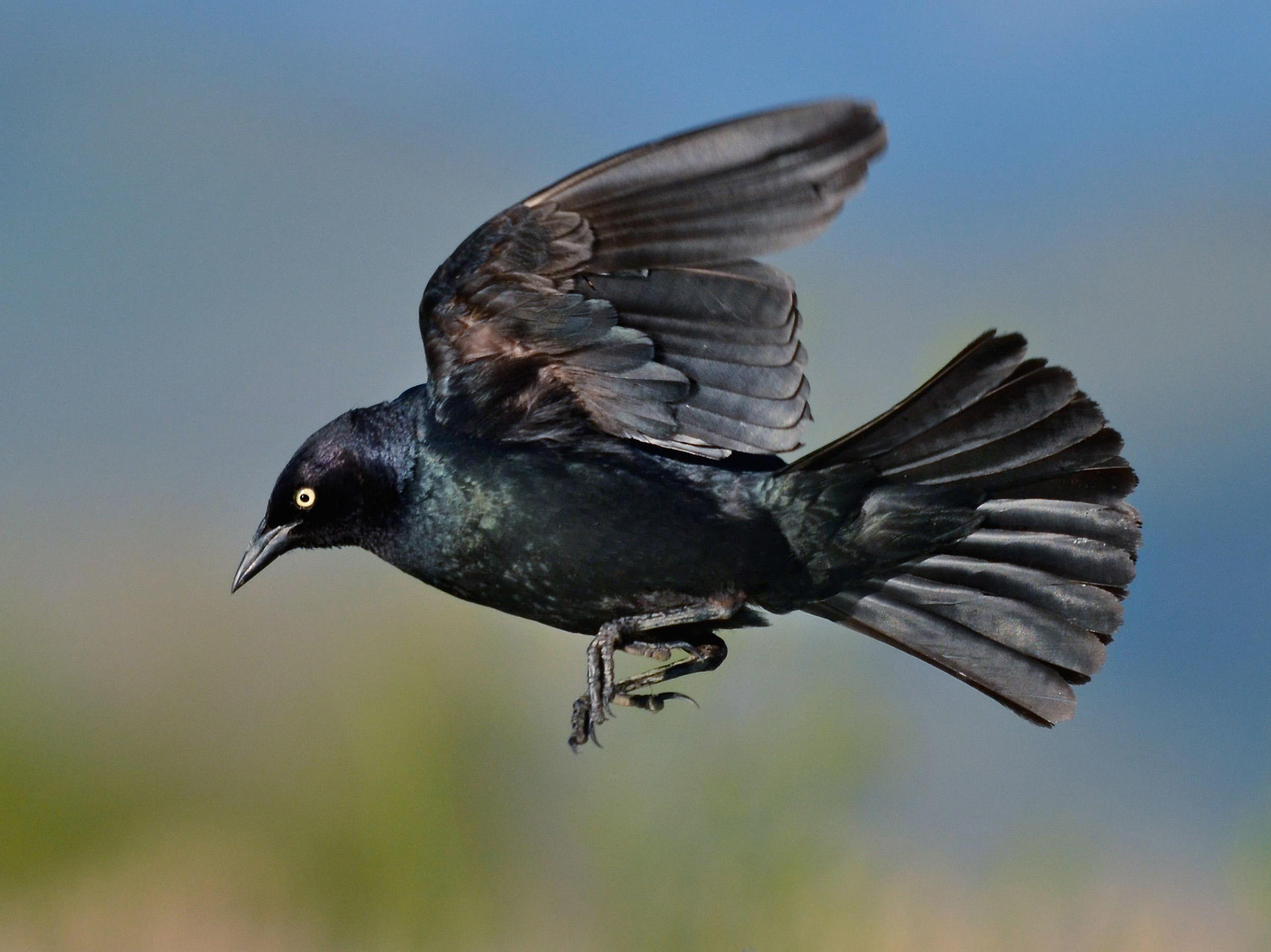 Крупные черные птицы