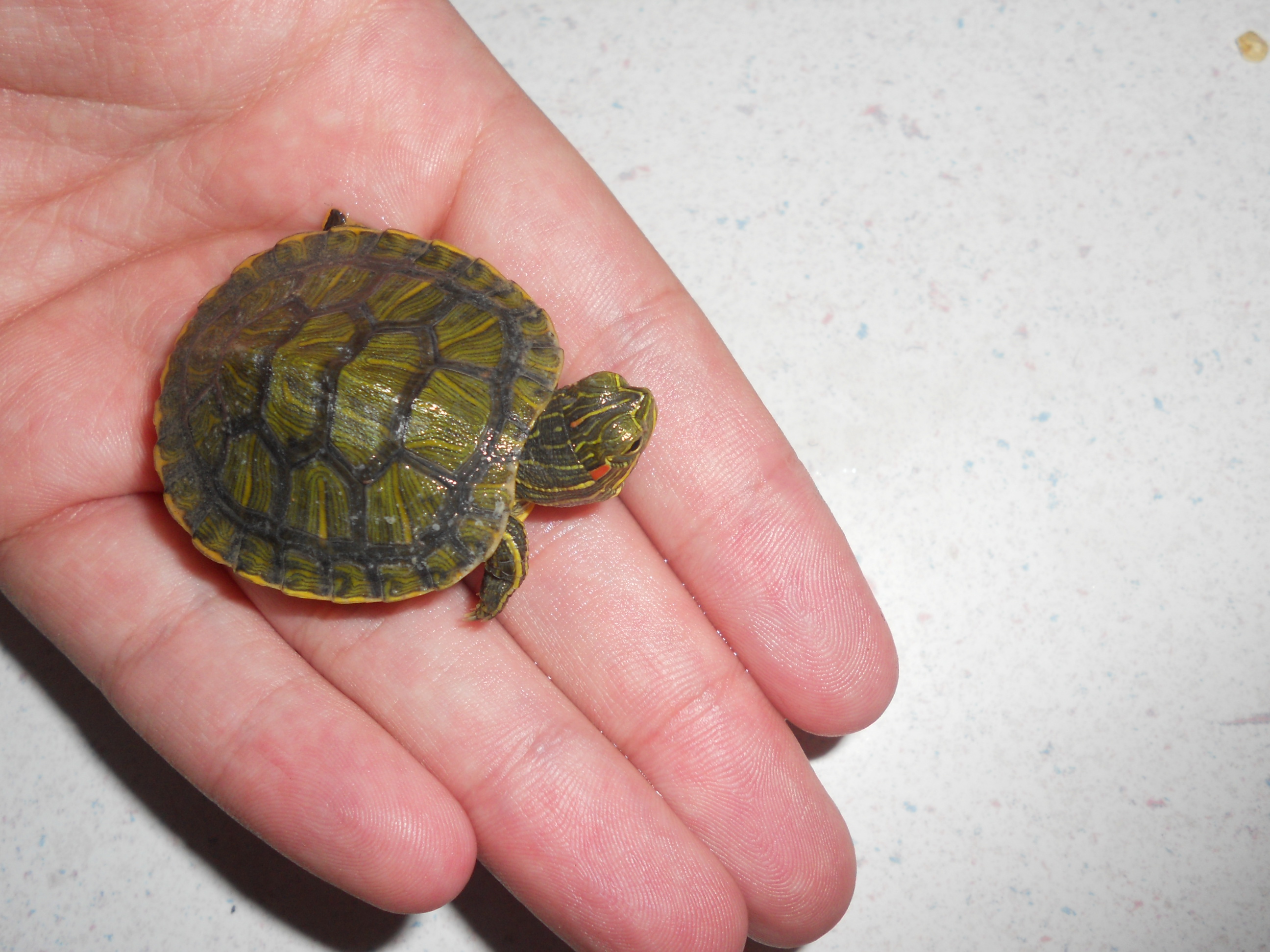 Сердце черепахи поделено на два. Красноухая черепаха маленькая. Маленькие красноухие черепахи. Имена черепашек. Маленькие красноухие Черепашки.