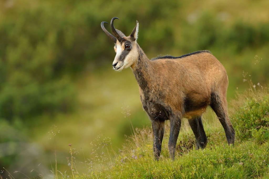Chamois Wallpapers High Quality | Download Free