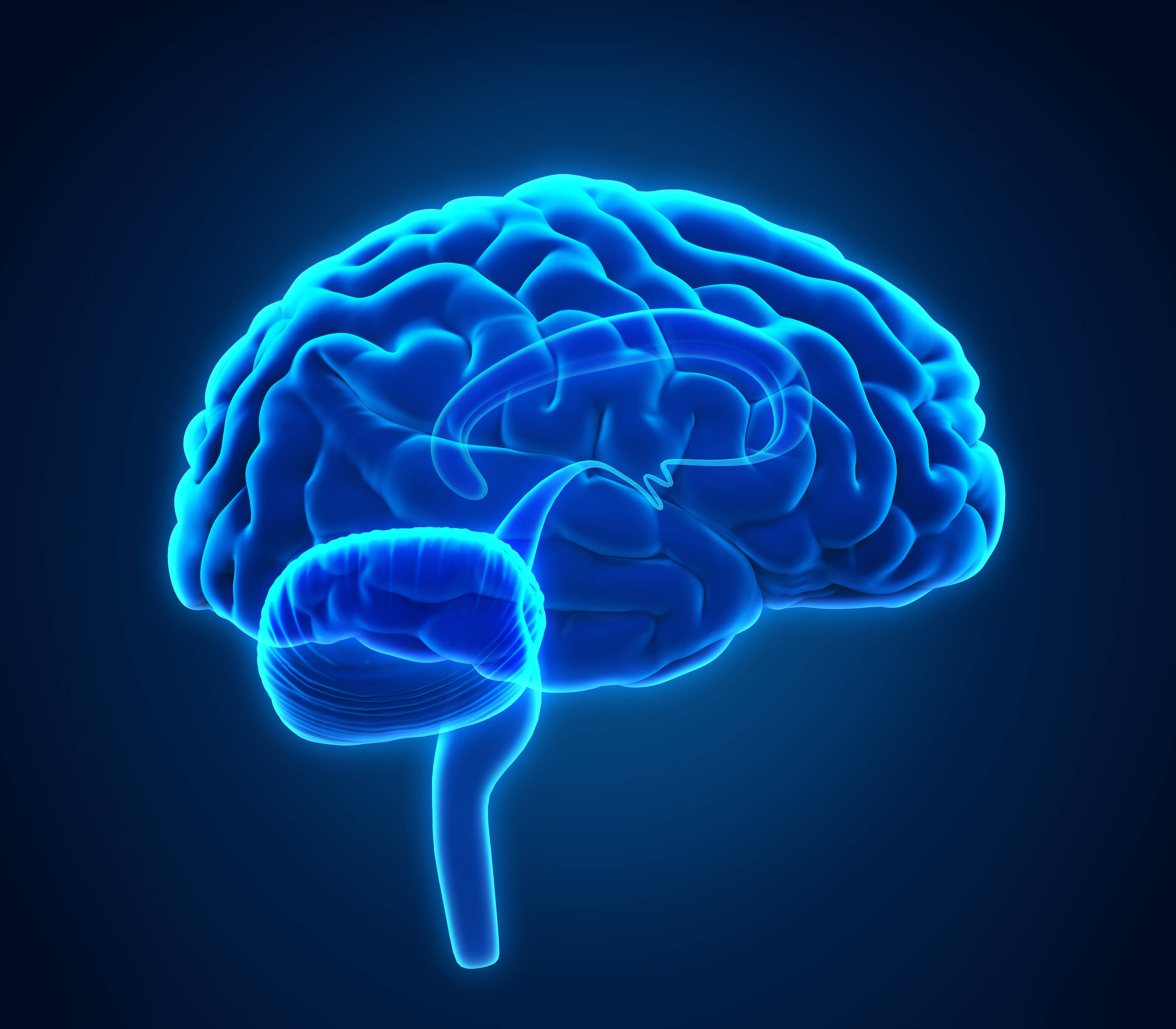 Brain 291. Изображение мозга. Мозг картинка.