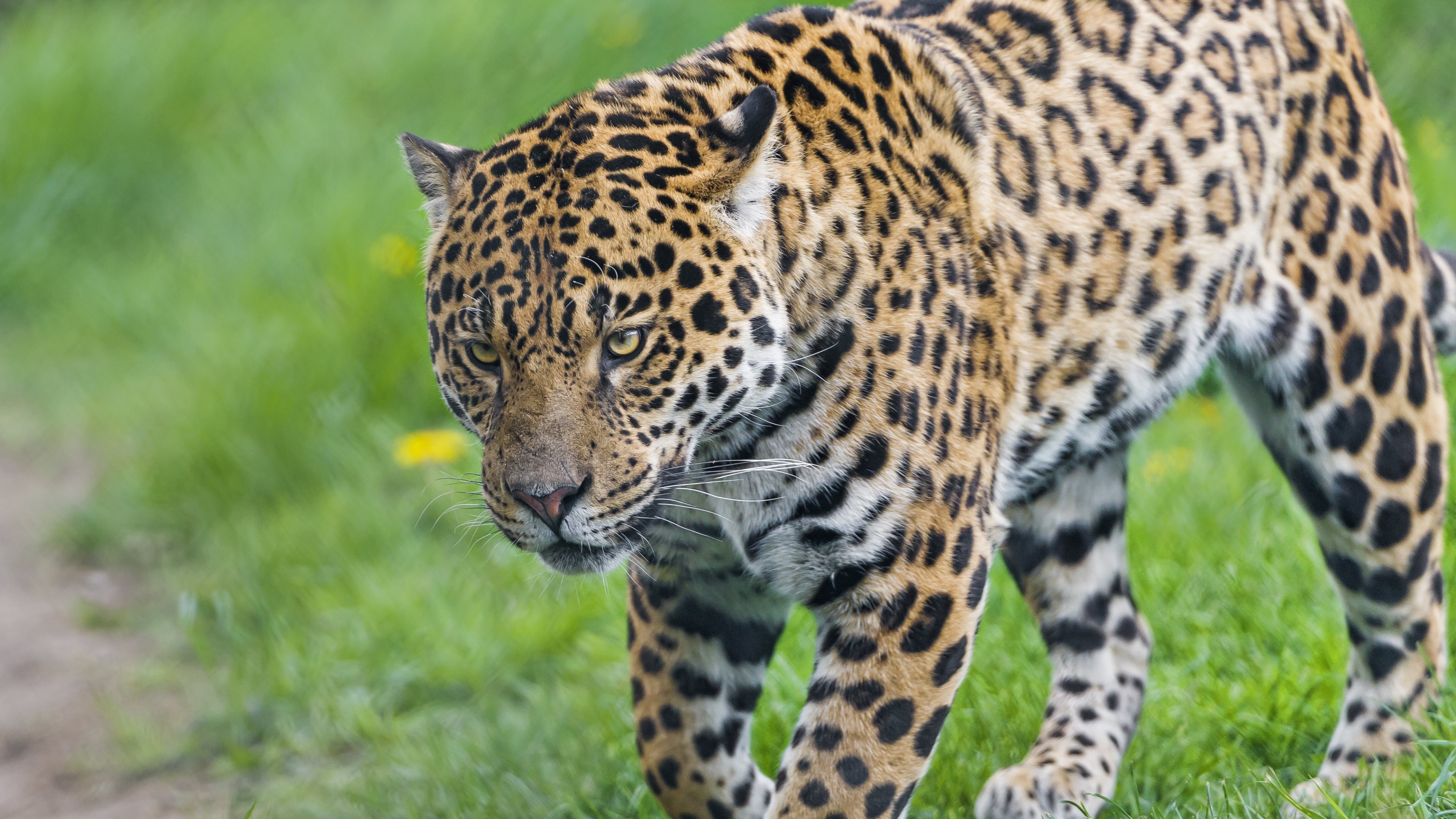 Jaguar Animal Wallpapers High Quality | Download Free