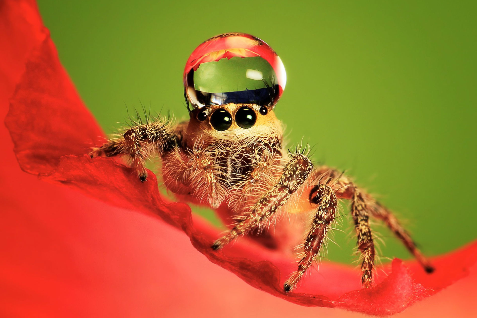 Jumping spider water droplet