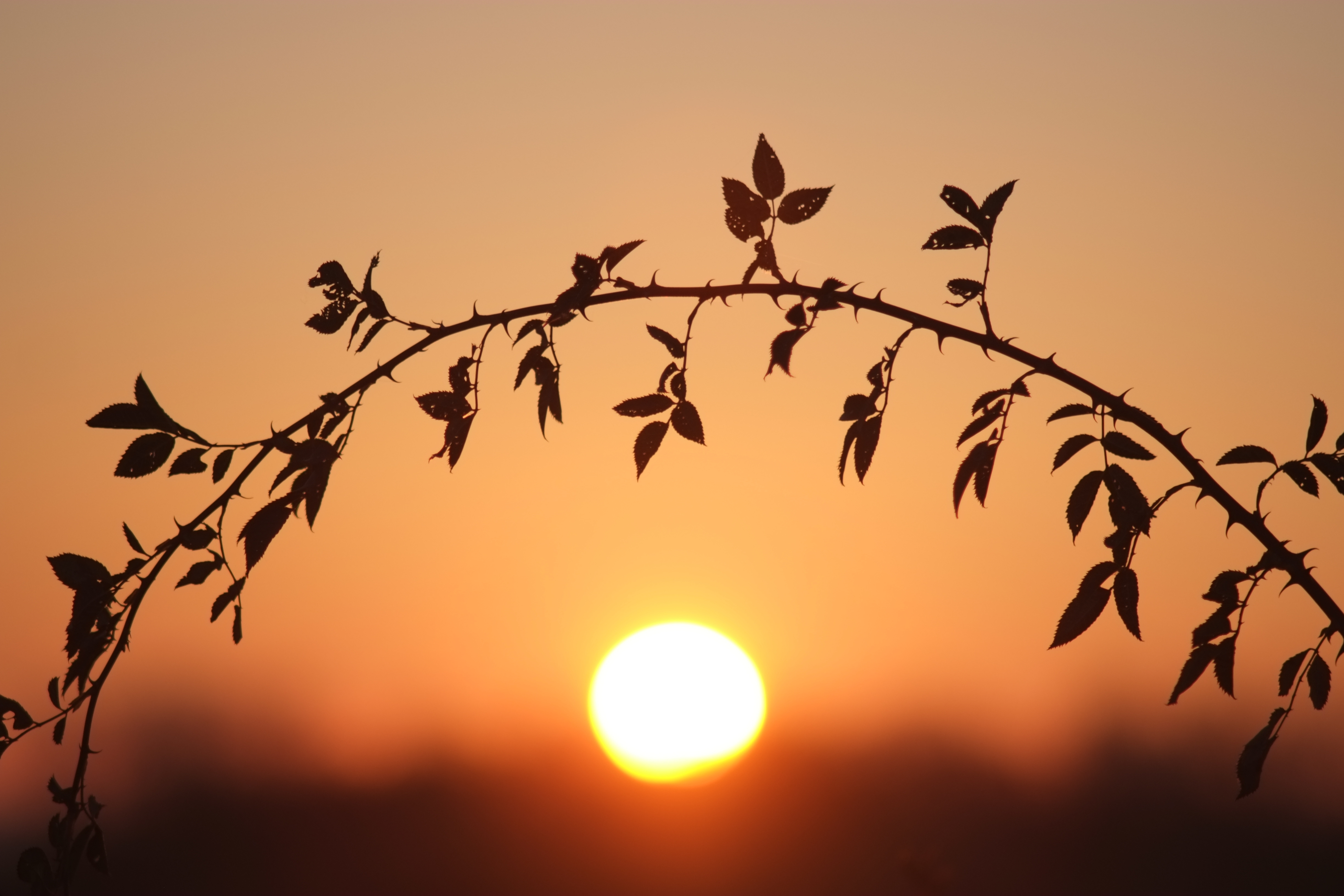 Sun In The Branches Wallpapers High Quality | Download Free