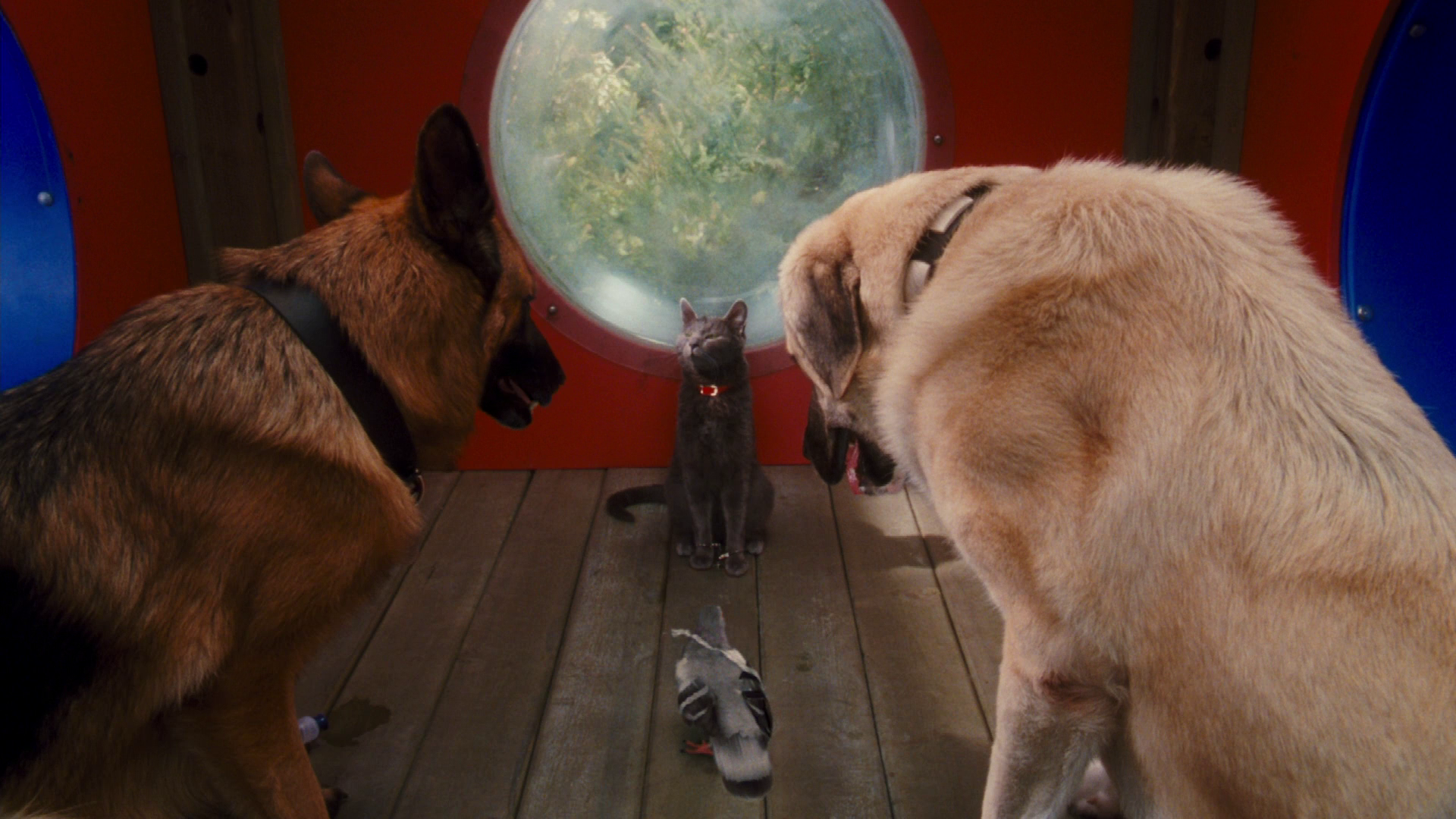 Собаки против видео. Кошки против собак 1. Кошки против собак 2014.