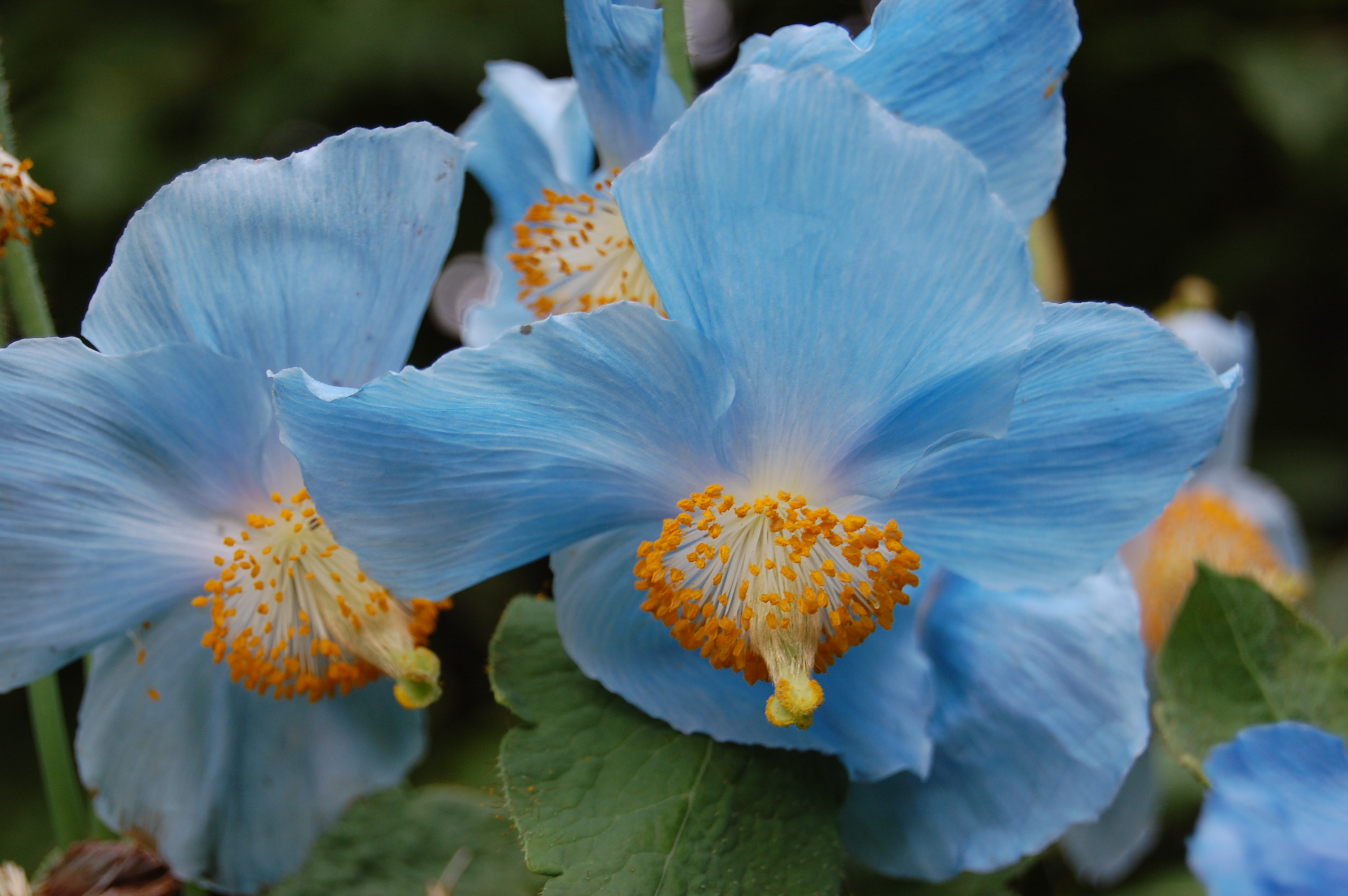 Meconopsis Wallpapers High Quality | Download Free