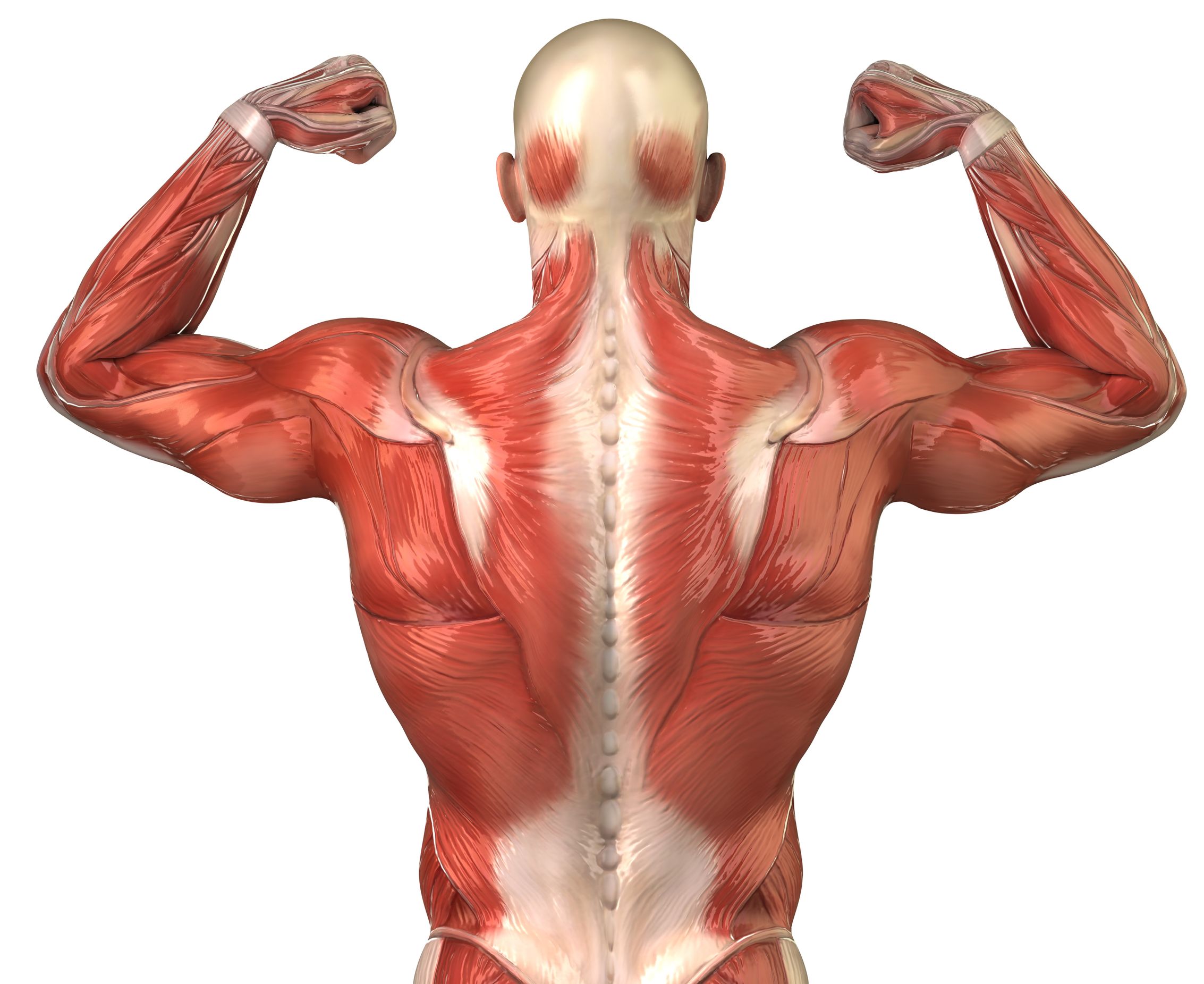 Диффузные мышцы. Мышцы спины анатомия человека. Трапециевидная мышца спины анатомия. Спинные мышцы человека анатомия. Мышечный корсет.