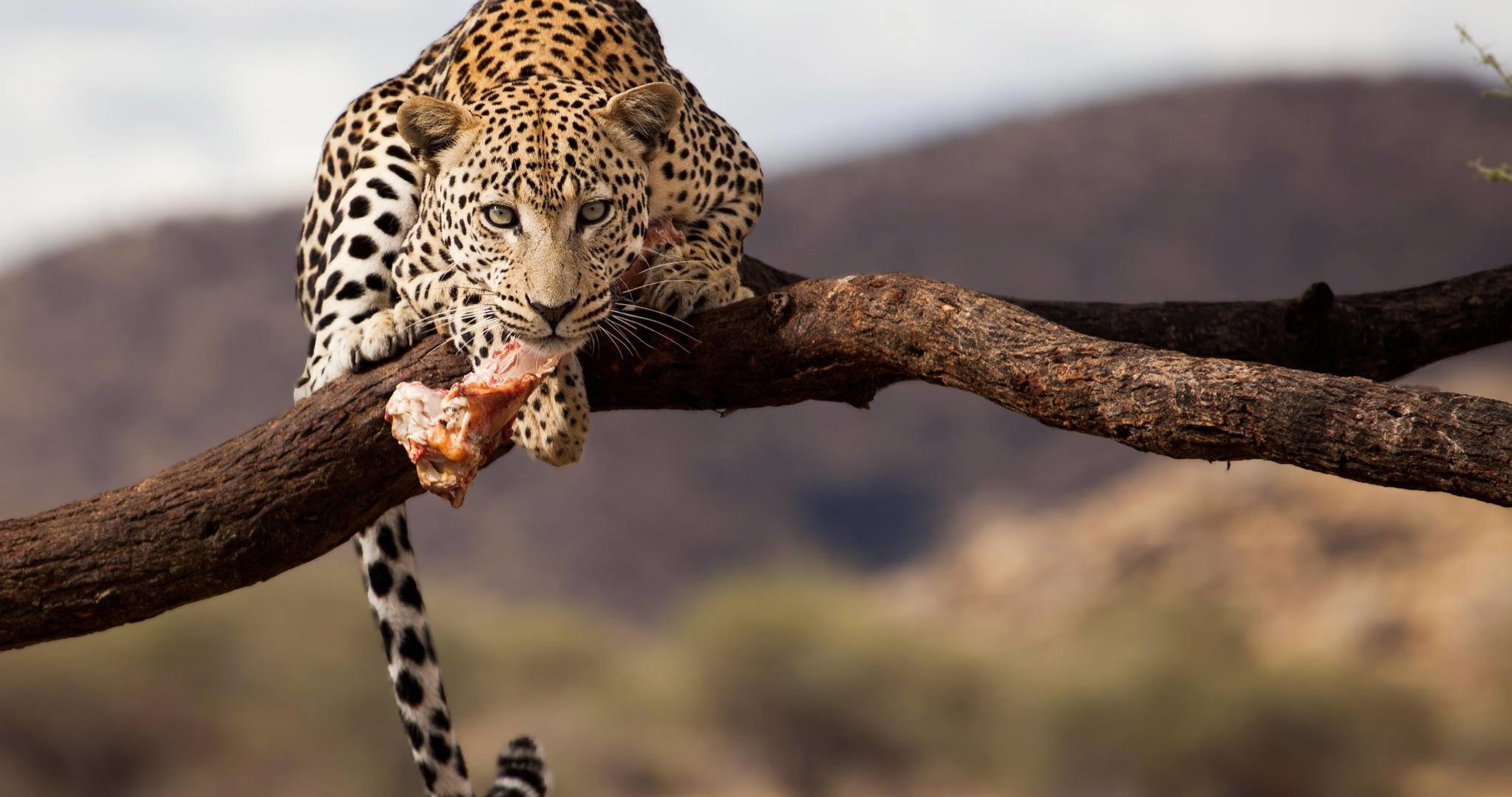 Дика природа ютуб. Африканский Ягуар. Африканский леопард. Серпопард. Гепарды в дикой природе.