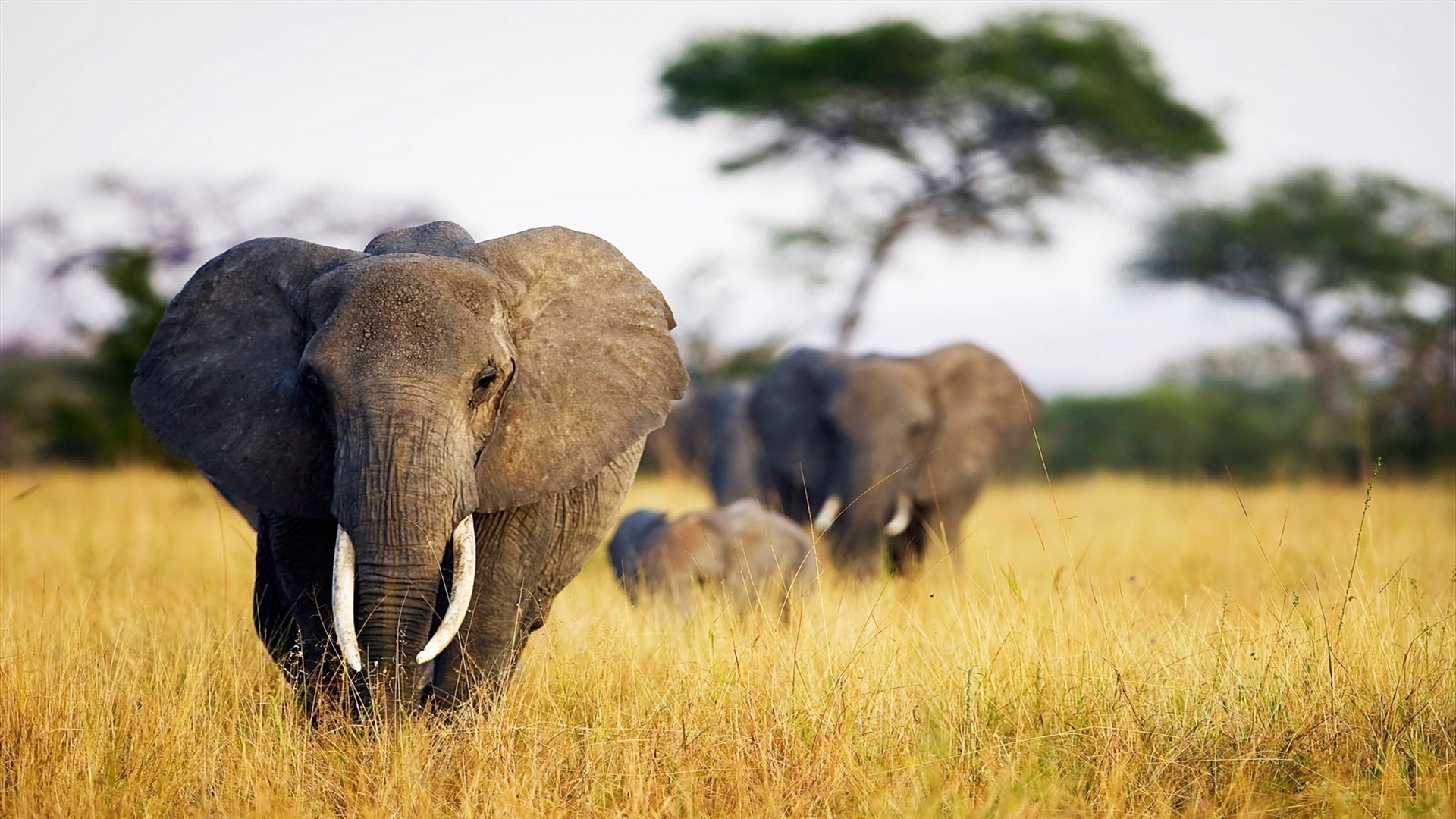 Дикая природа африки. Саванный Африканский слон Африки. Африканский саванный слон. Африканский слон ареал. Слон в саванне.