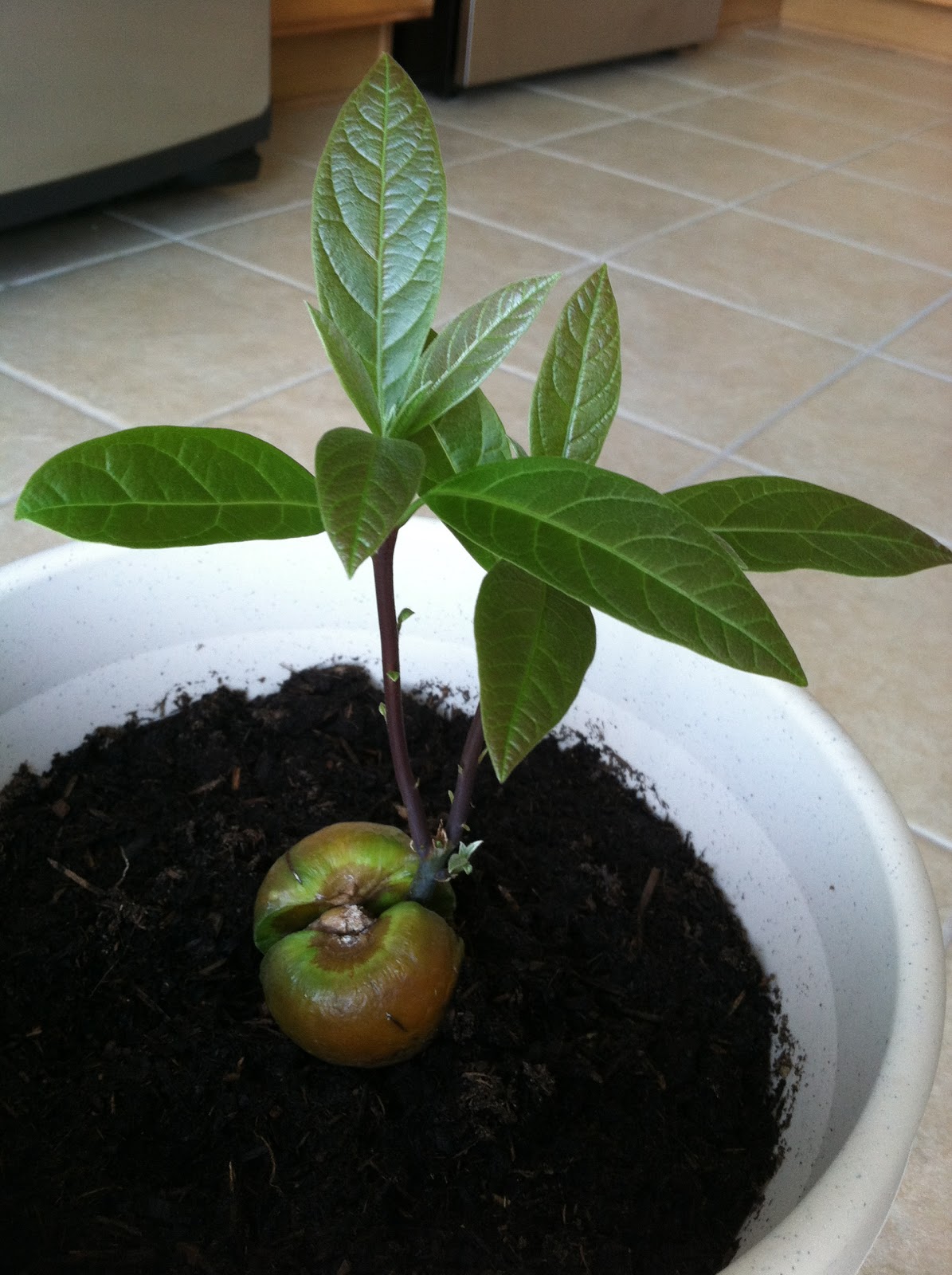 Какое вырастает авокадо. Авокадо дерево прорастить. Авокадо растение Росток. Отросток авокадо из косточки. Авокадо саженец.