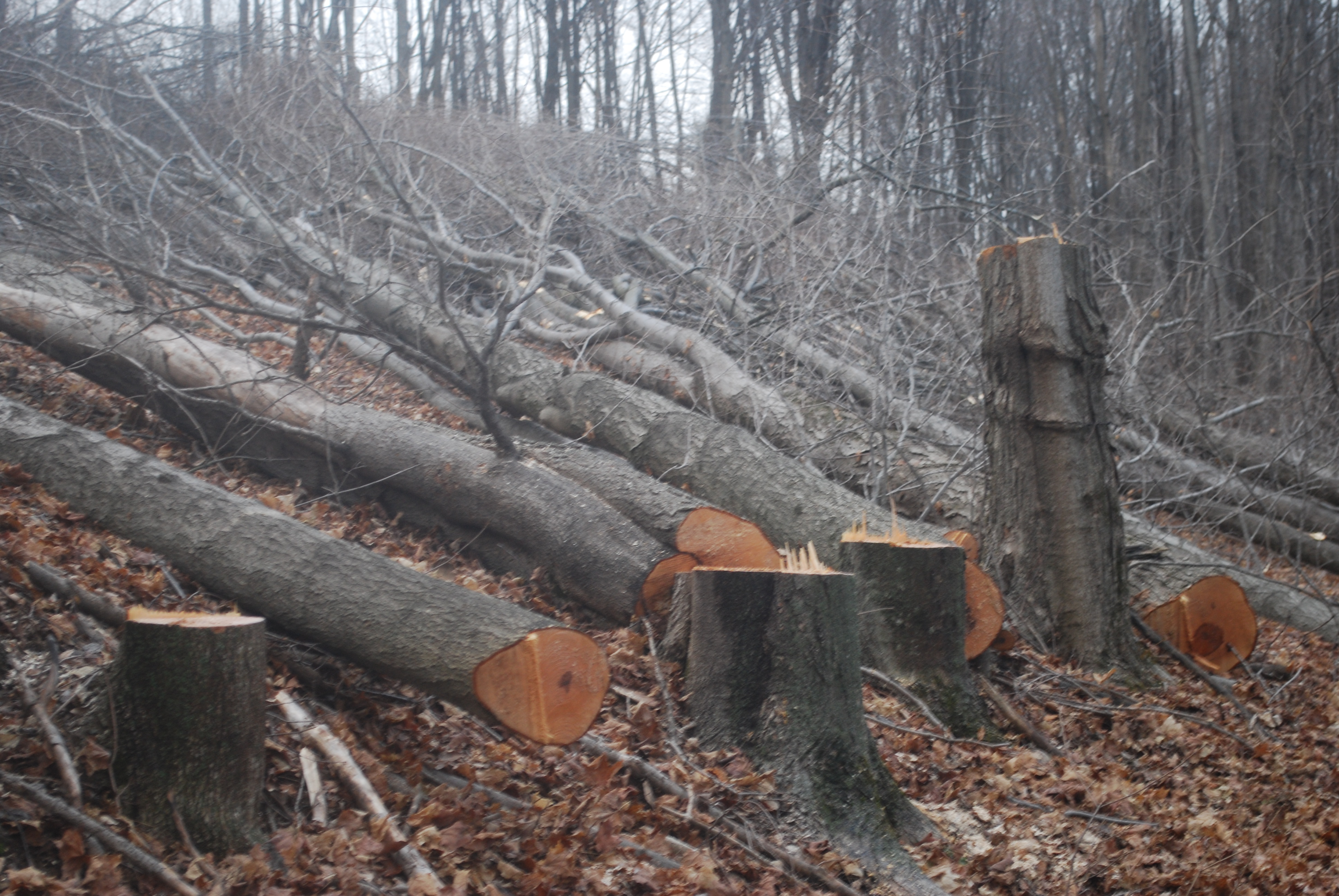 Сосед спилил деревья. Вырубка деревьев. Спиленное дерево. Вырубка деревьев для бумаги. Спил деревьев в лесу.