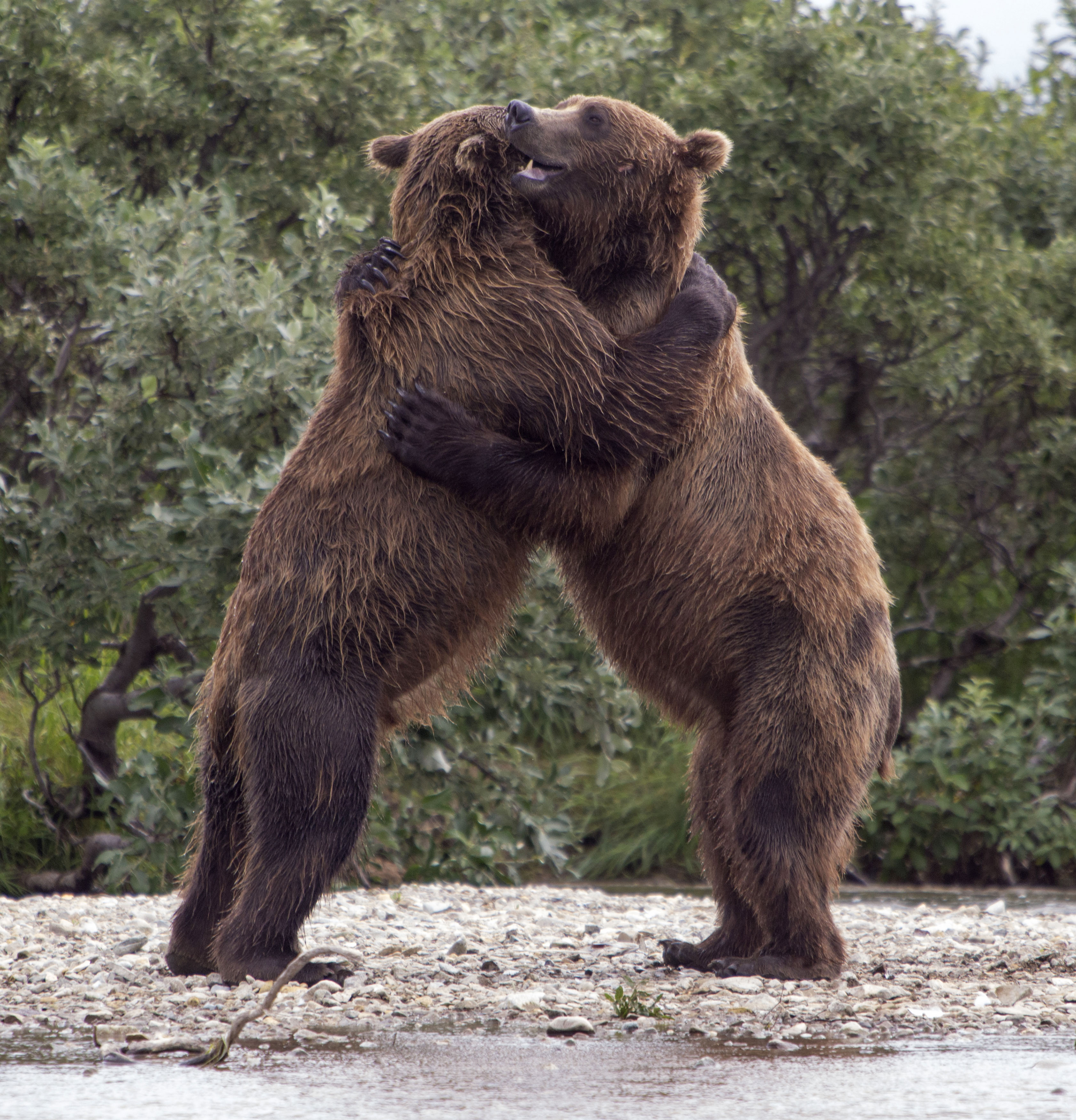 Bears Hugging Wallpapers High Quality Download Free