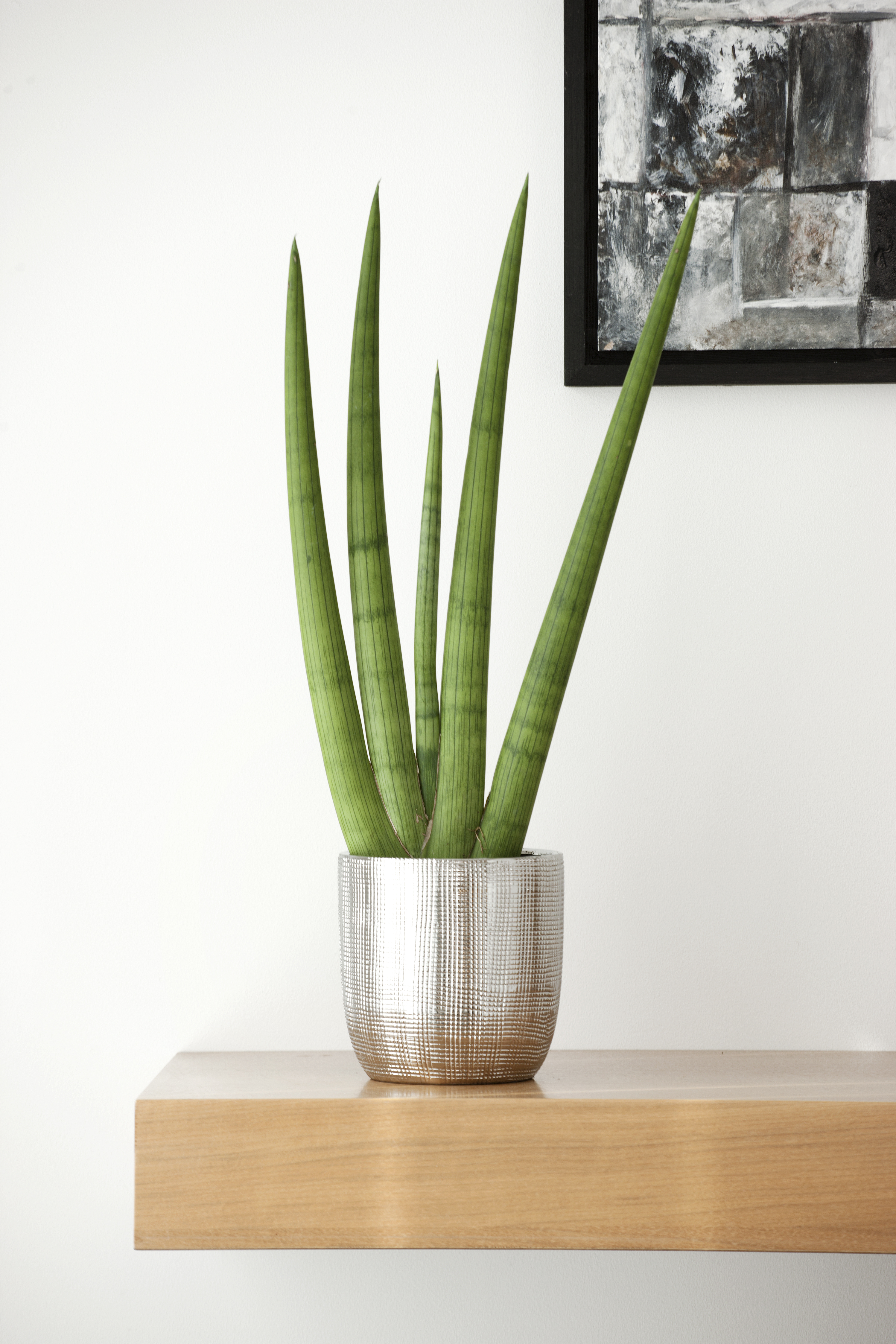 Sansevieria Wallpapers High Quality | Download Free