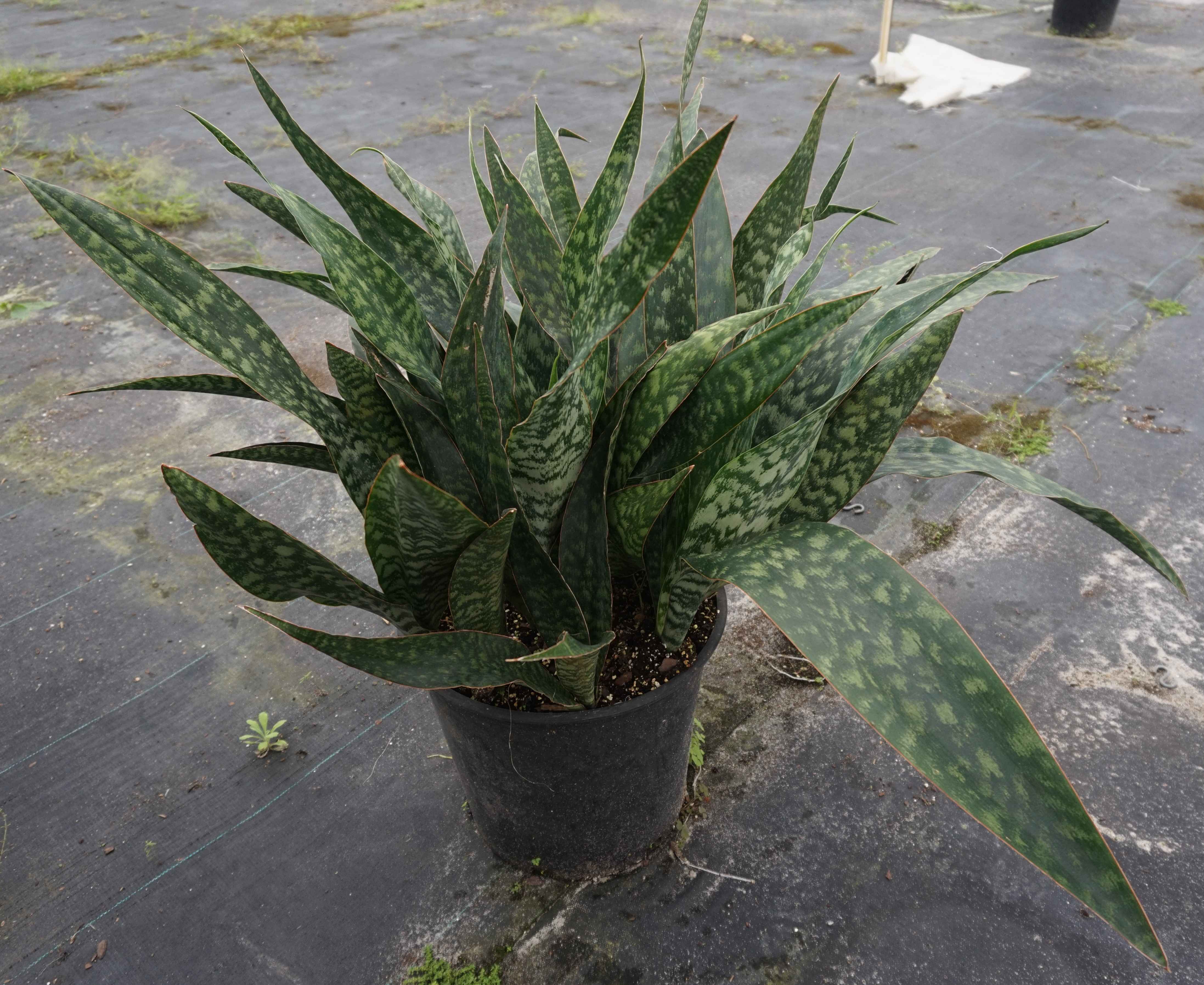 Sansevieria Wallpapers High Quality | Download Free
