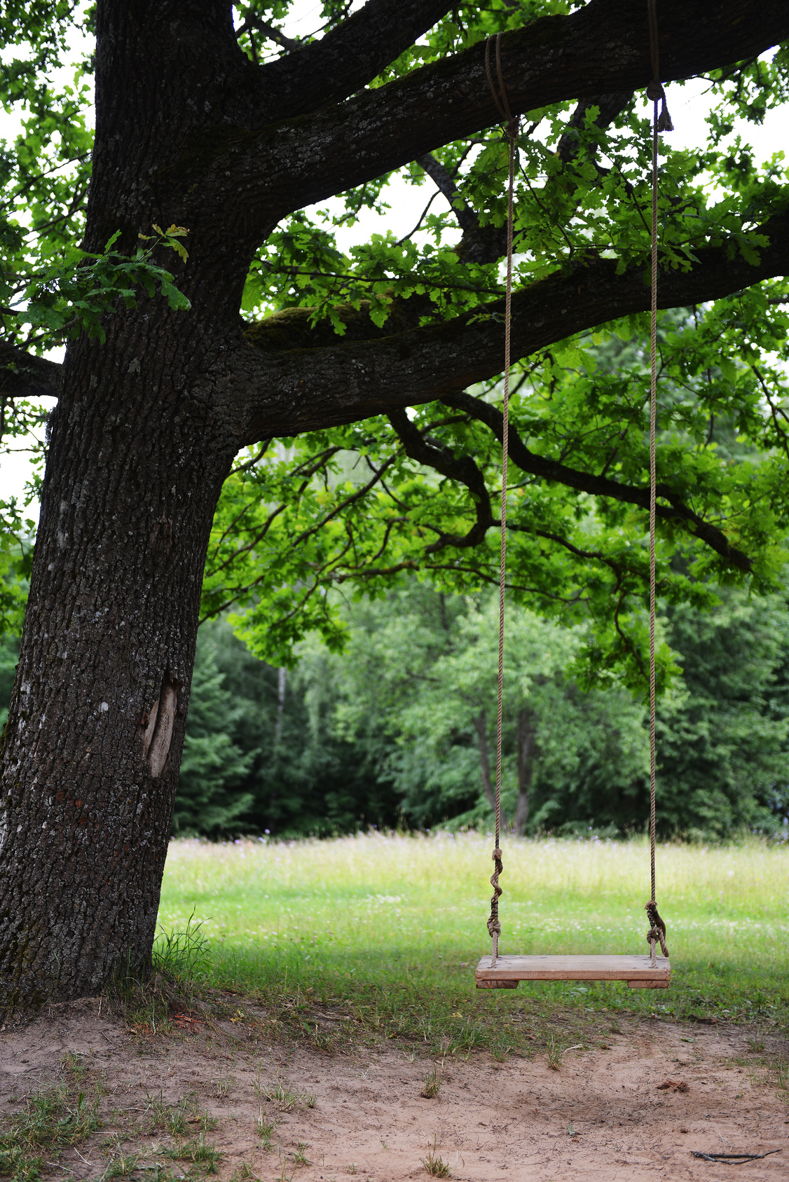 Swing Tree Wallpapers High Quality | Download Free
