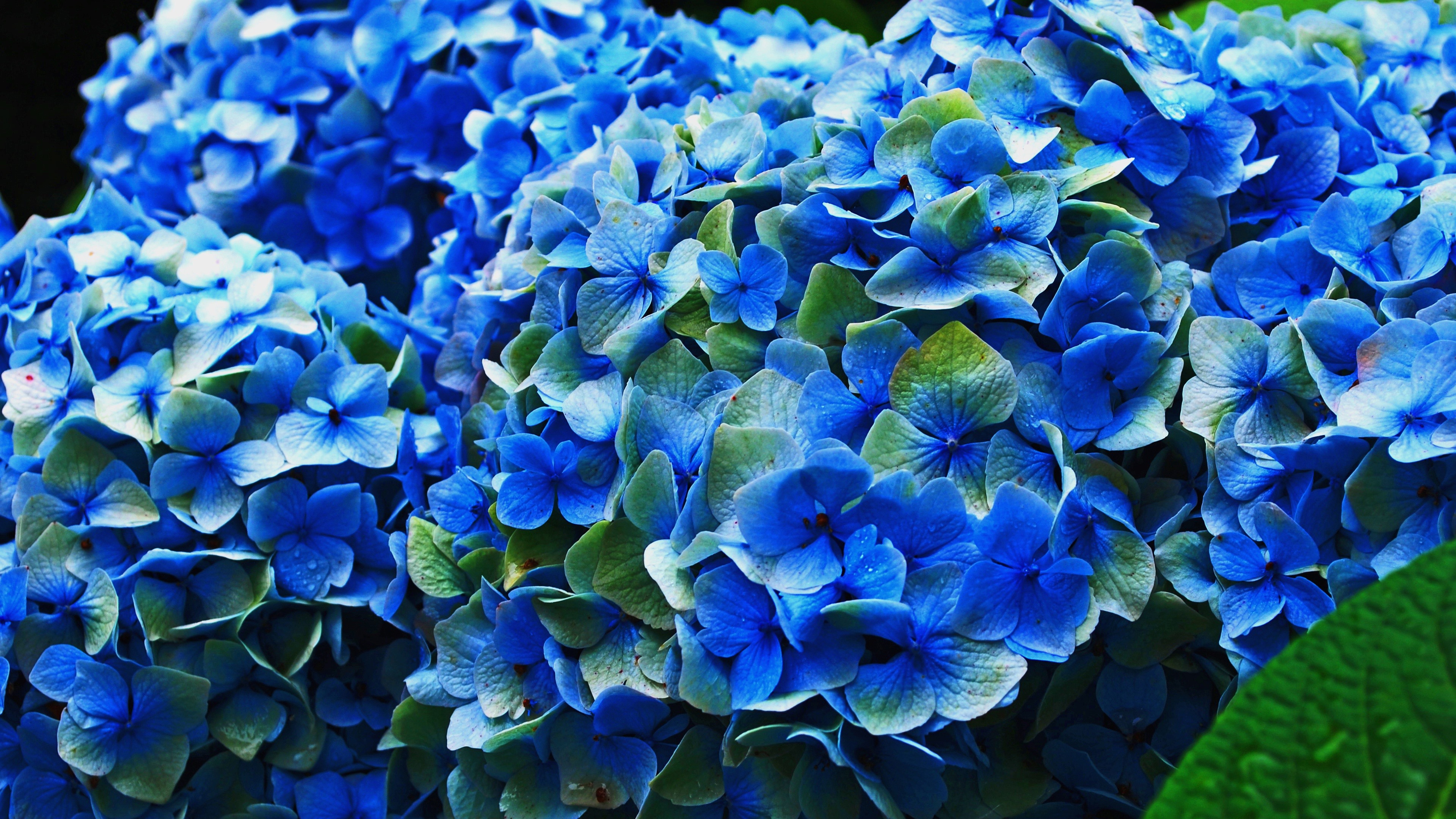 4K Hydrangea Wallpapers High Quality Download Free