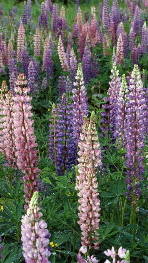 4K Lupin Wallpapers High Quality | Download Free