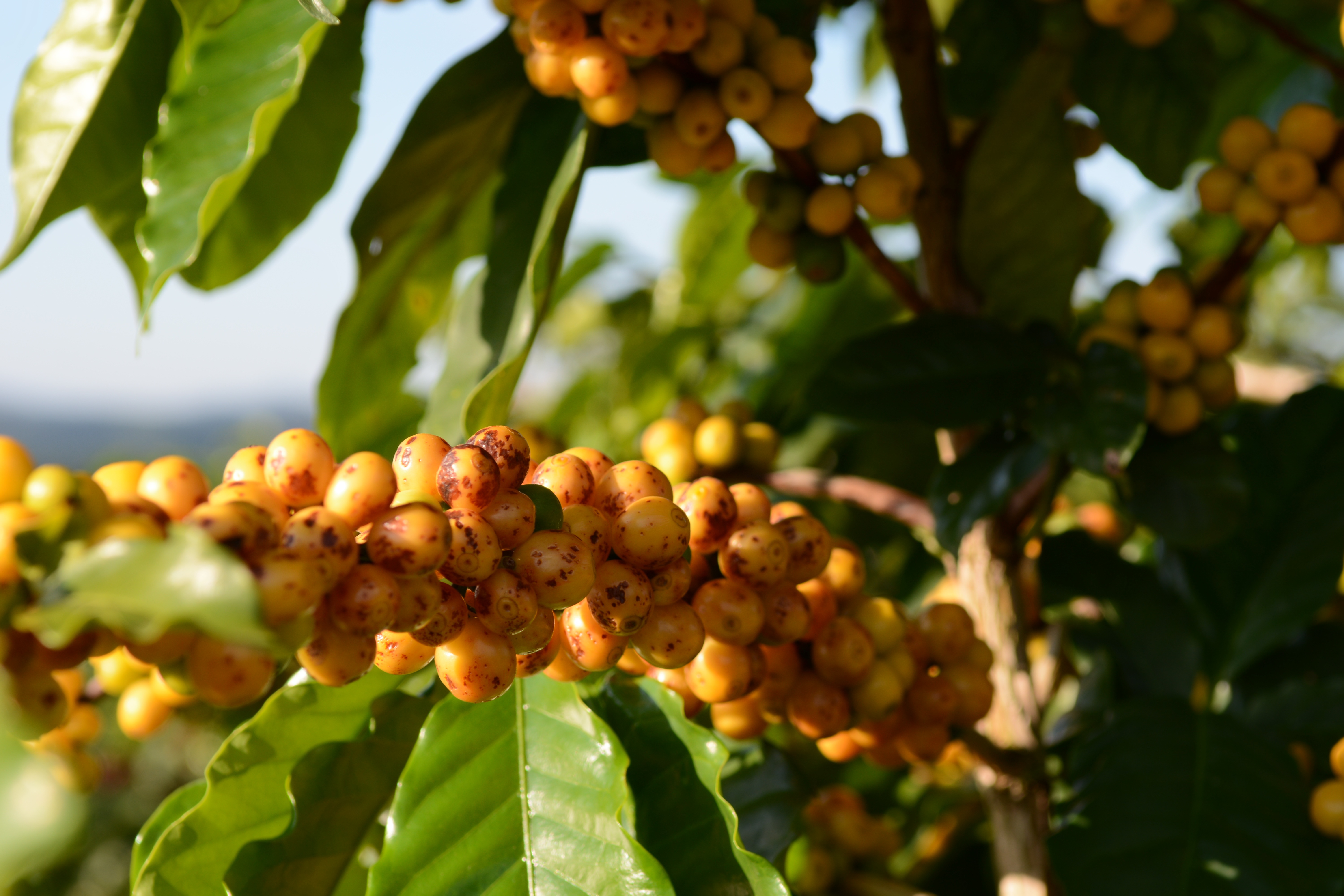 Кофе это фрукт. Кофейное дерево (Coffea). Кофейное дерево Арабика. Кофе Арабика растение. Дерево Coffea eugenioides.