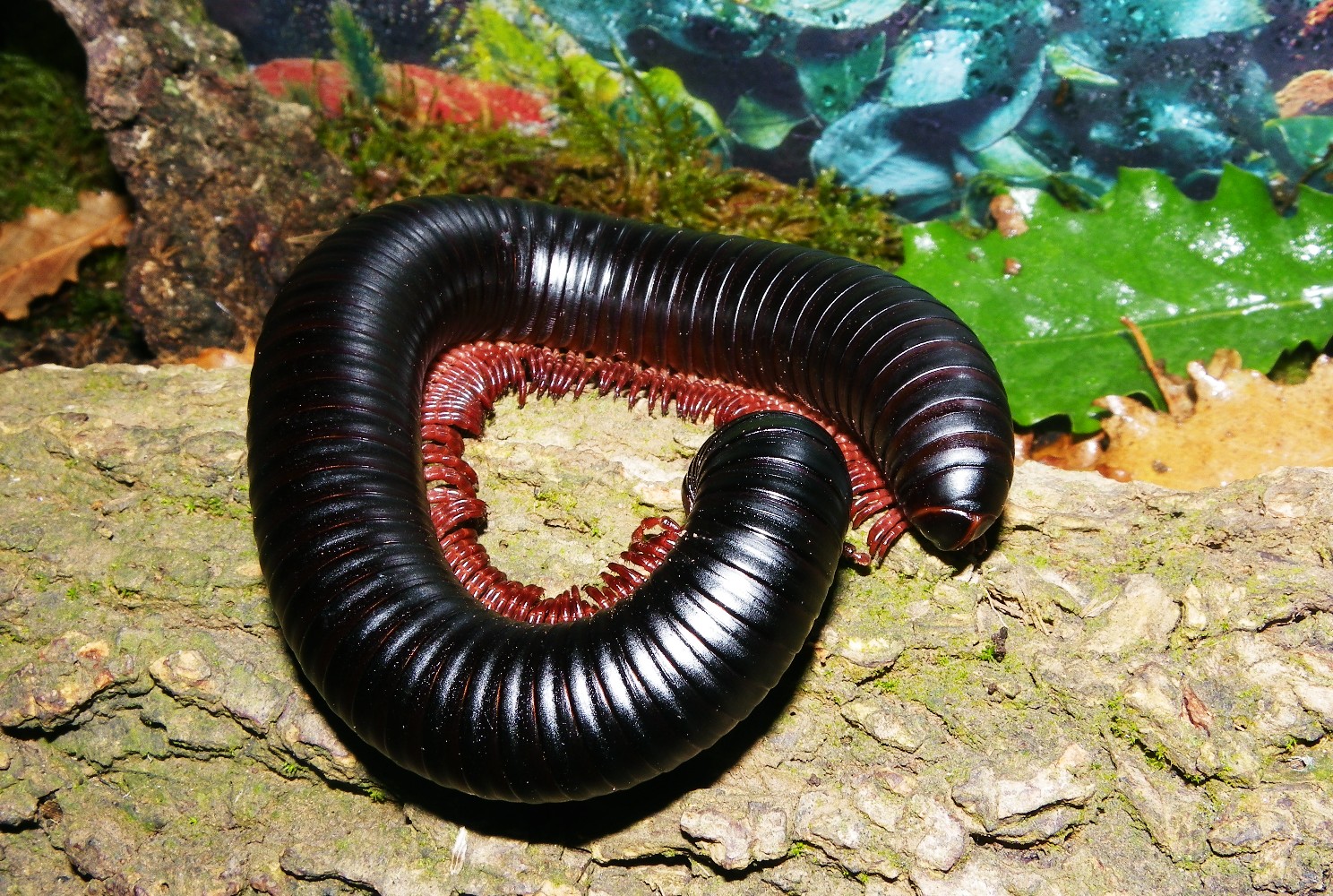 Многоножка червь