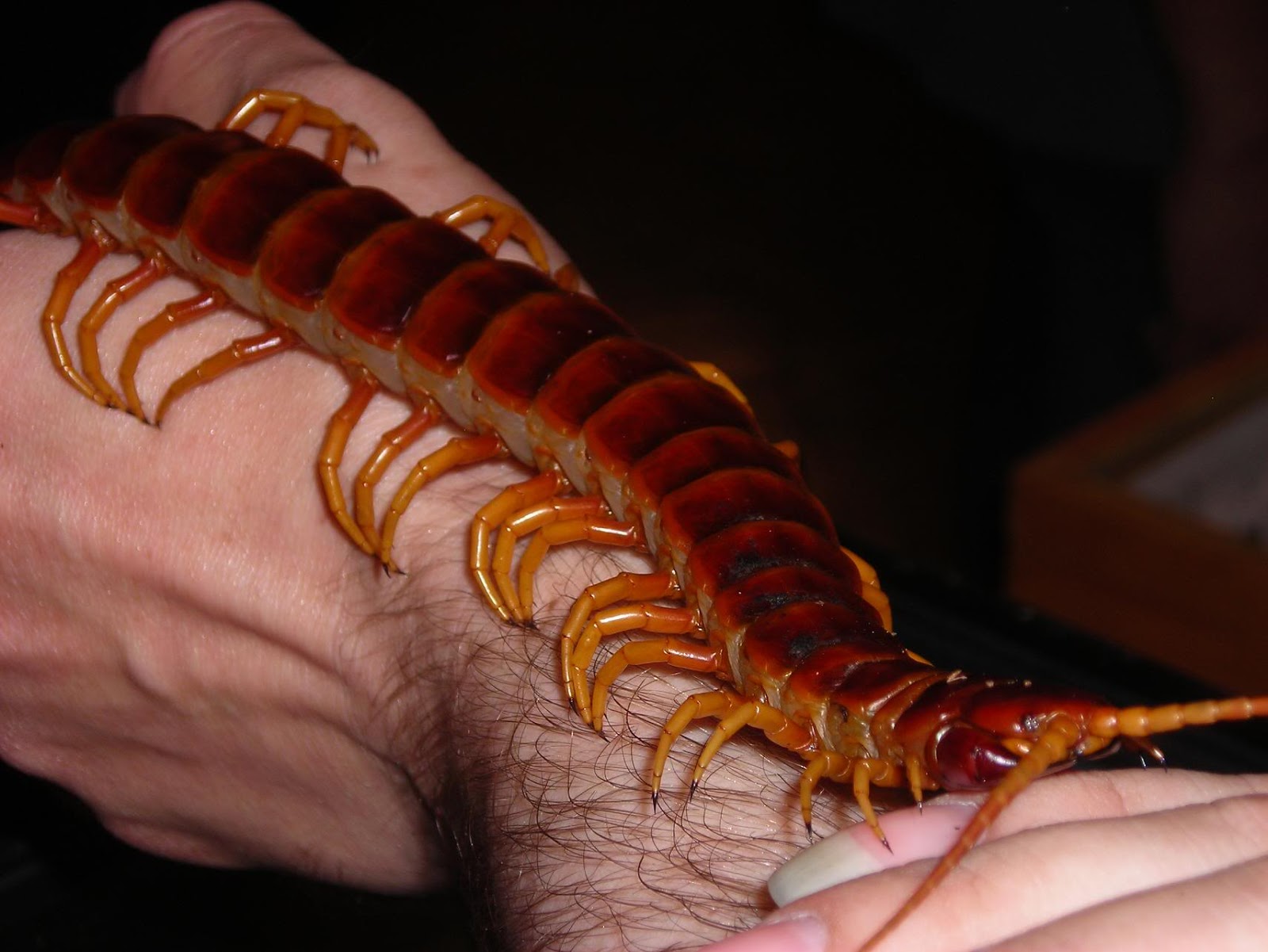 Giant Centipedes wallpapers.