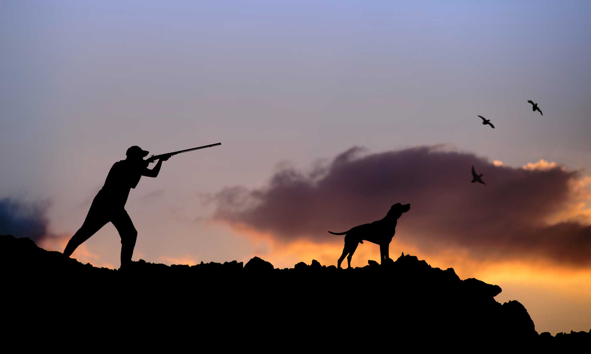 Hunting Dog Wallpapers High Quality | Download Free