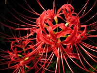 Lycoris Wallpapers High Quality | Download Free