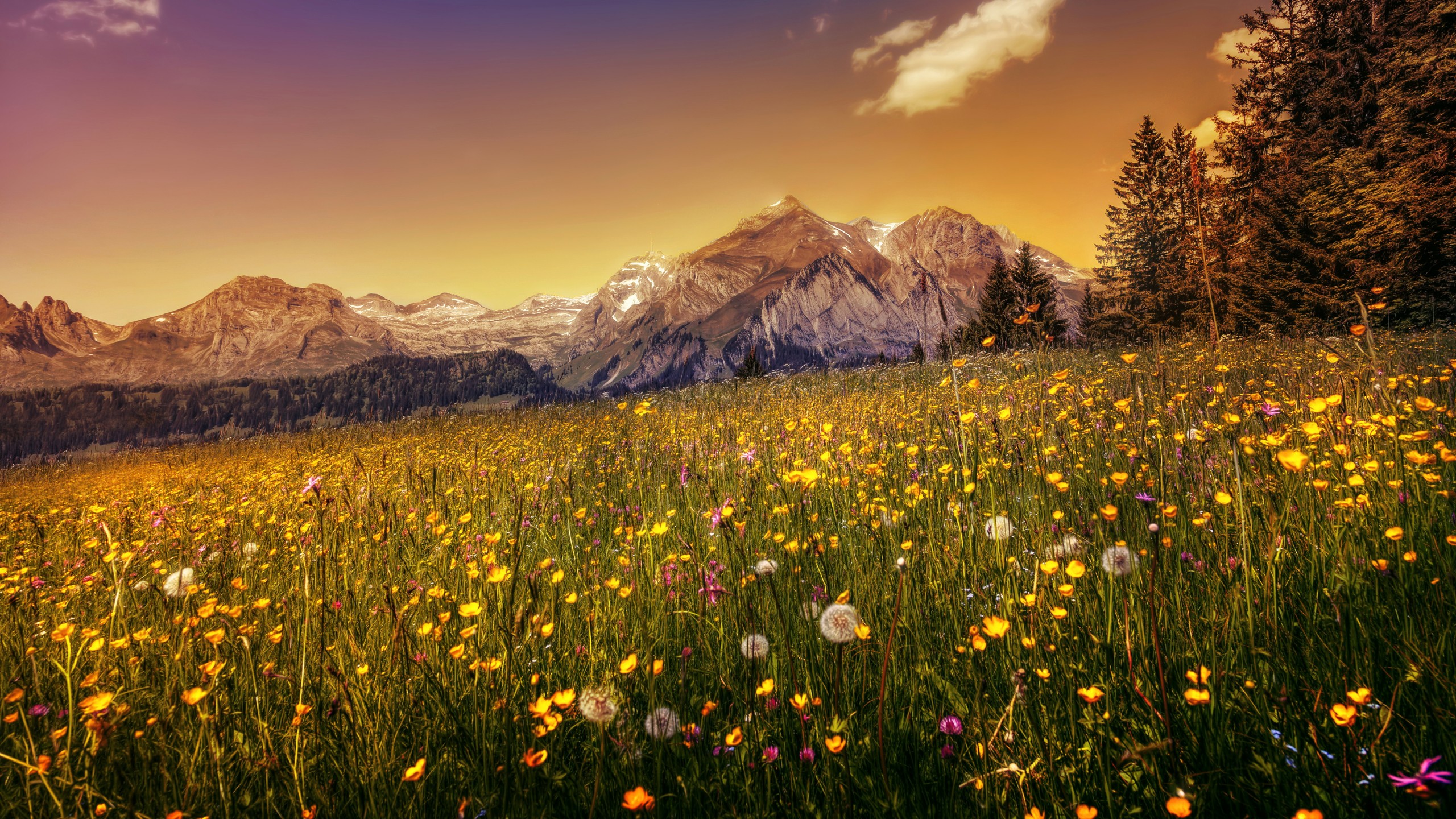 4K Flowers Field Wallpapers High Quality | Download Free