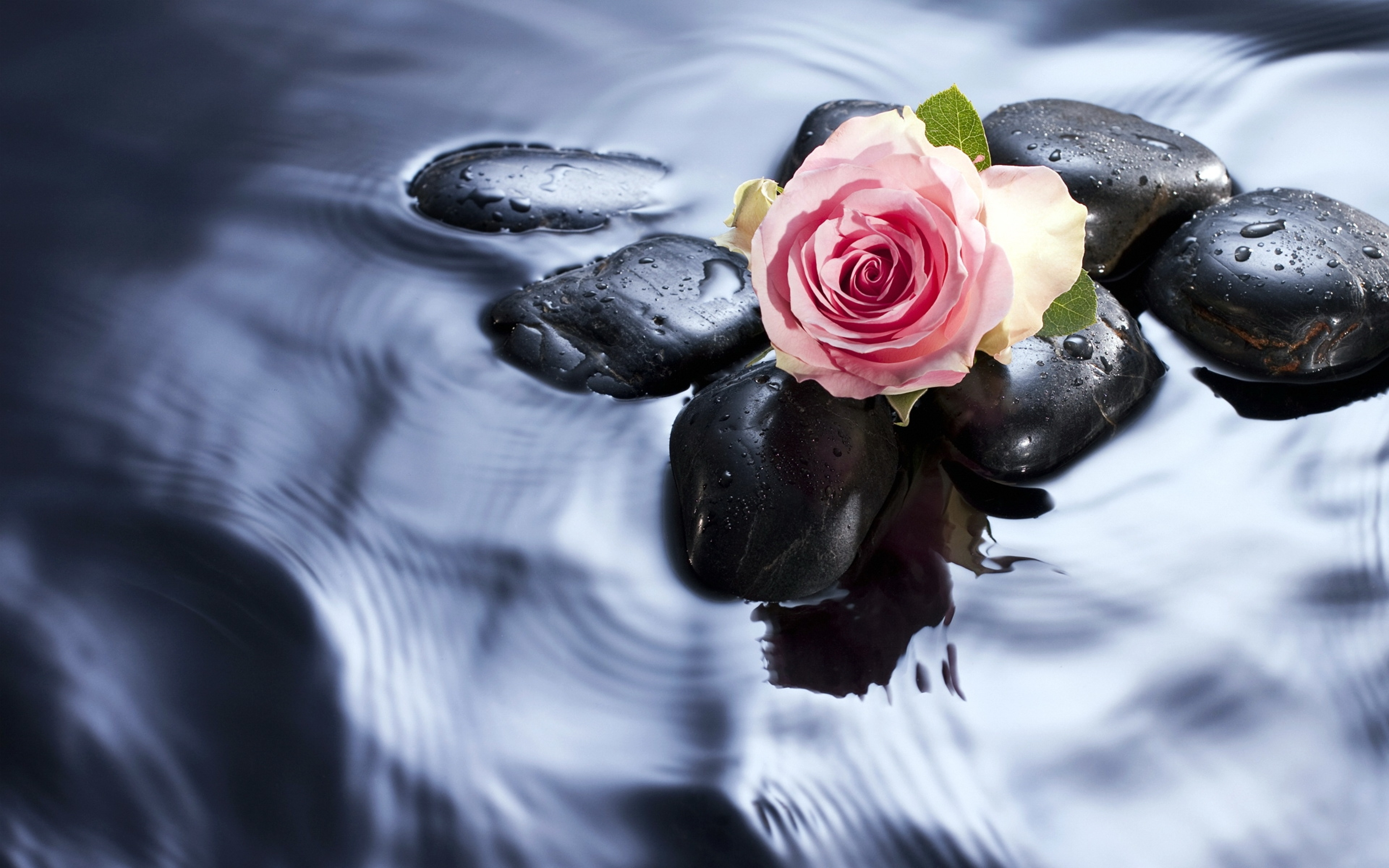 Вода цветы красиво. Цветы на воде. Картинки на рабочий стол. Цветы на фоне воды. Розы в воде.