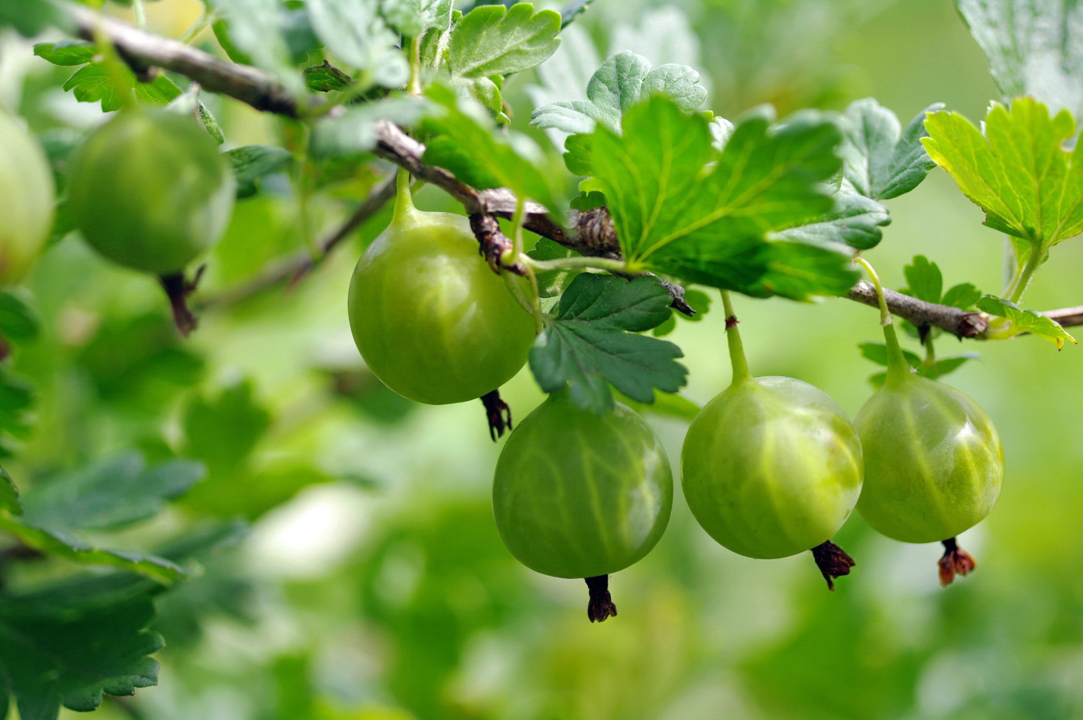 Gooseberry Wallpapers High Quality | Download Free