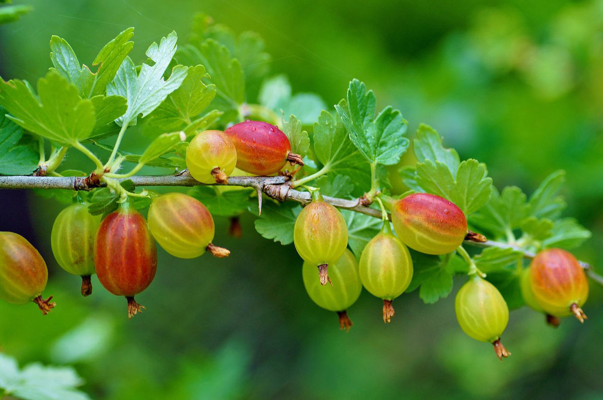 Gooseberry Wallpapers High Quality | Download Free