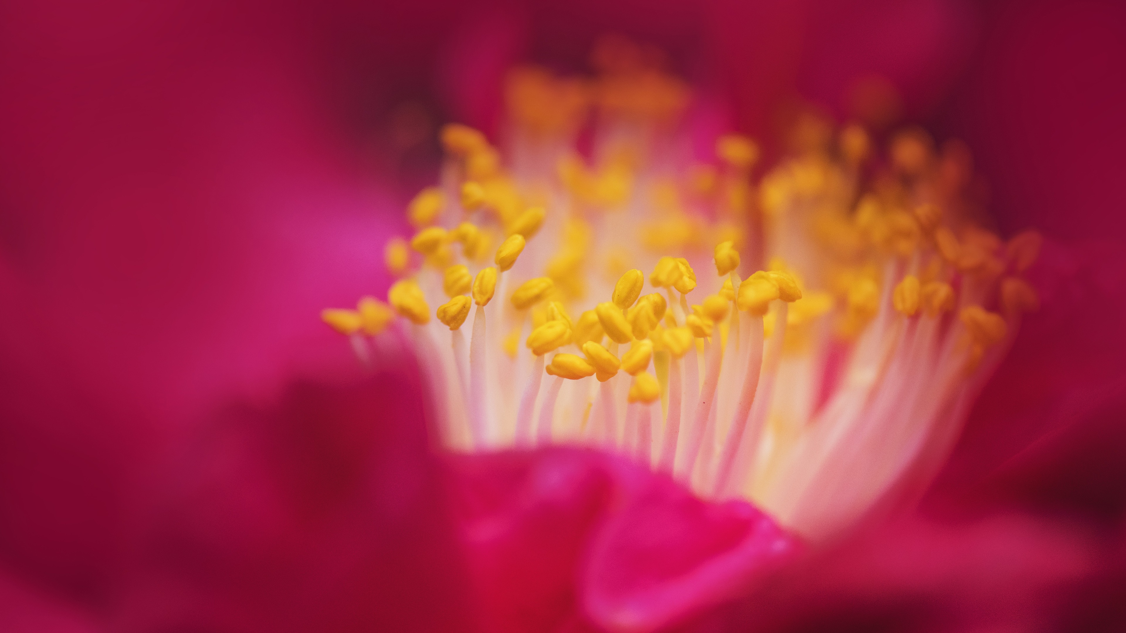 Крупный яркий цветок 4. Тычинки розы. Розовый цветок Макросъемка. Тычинки роз крупно. Текстура тычинки цветка.
