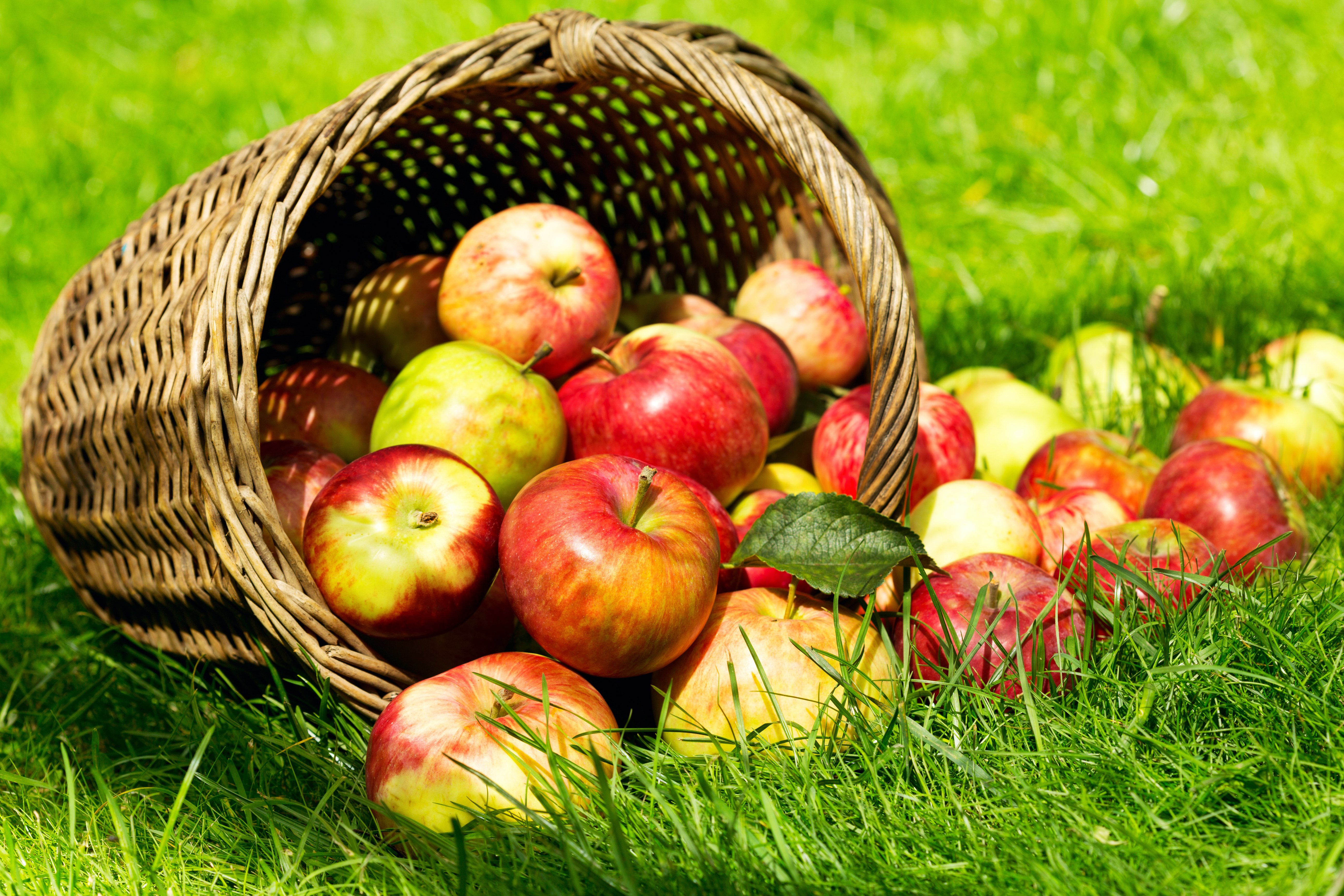 К чему снятся красивые яблоки. Корзинка с яблоками. Красивые яблоки в корзине. Корзина с яблоками в саду. Садовые фрукты.