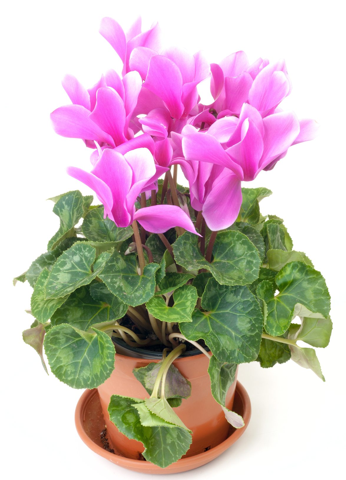 Комнатный цветок с розовыми цветами название фото