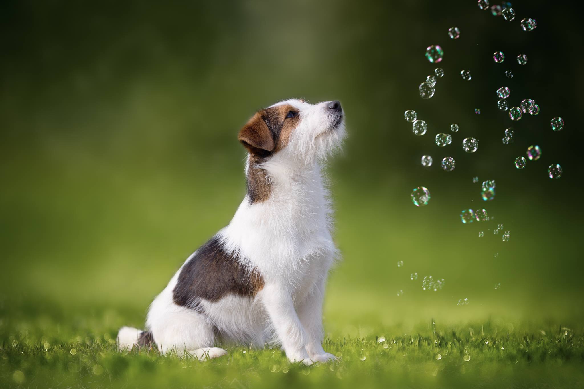 Dog Soap Bubbles Wallpapers High Quality | Download Free