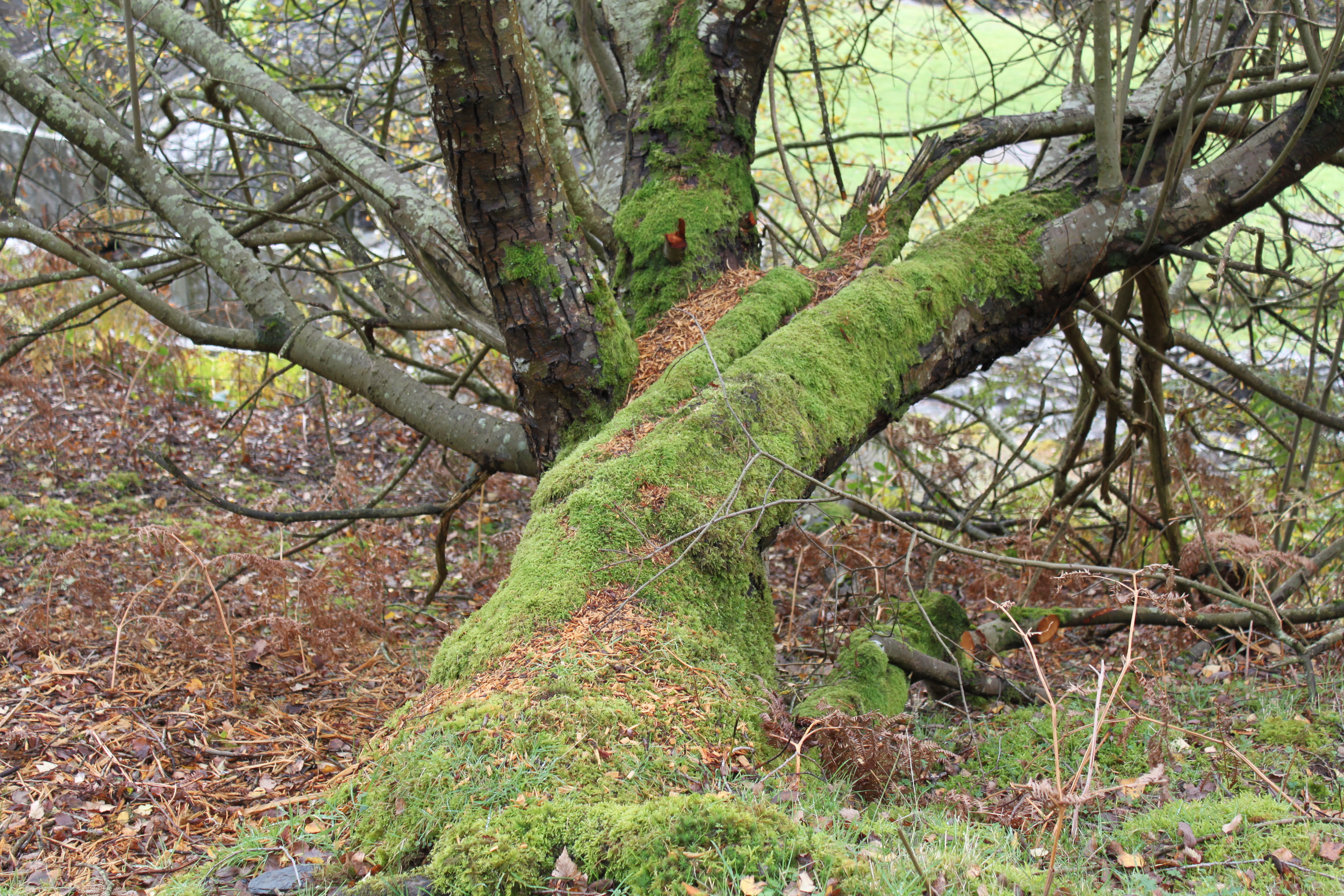 Moss Tree Wallpapers High Quality | Download Free