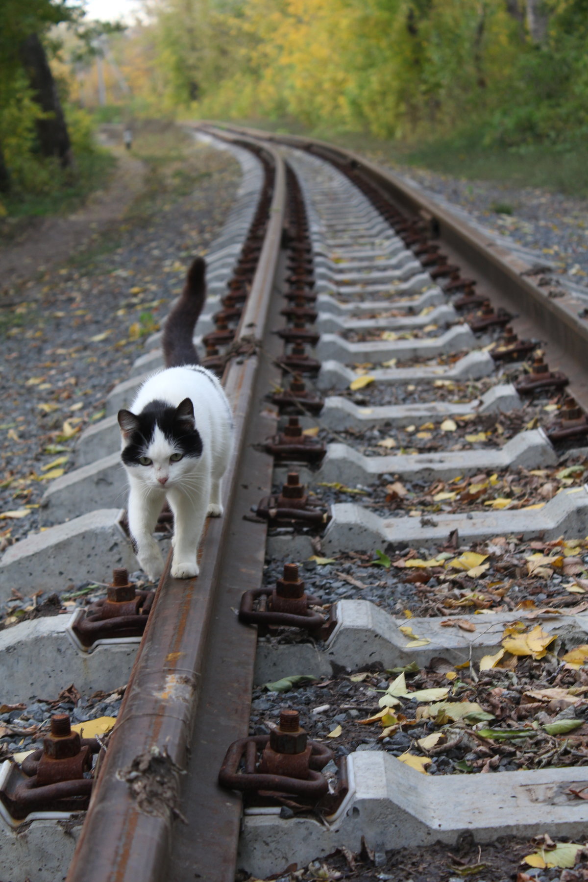 Опять от меня сбежала текст. Коты на железной дороге. Кошка на рельсах. Кот идет по рельсам. Рельсы.