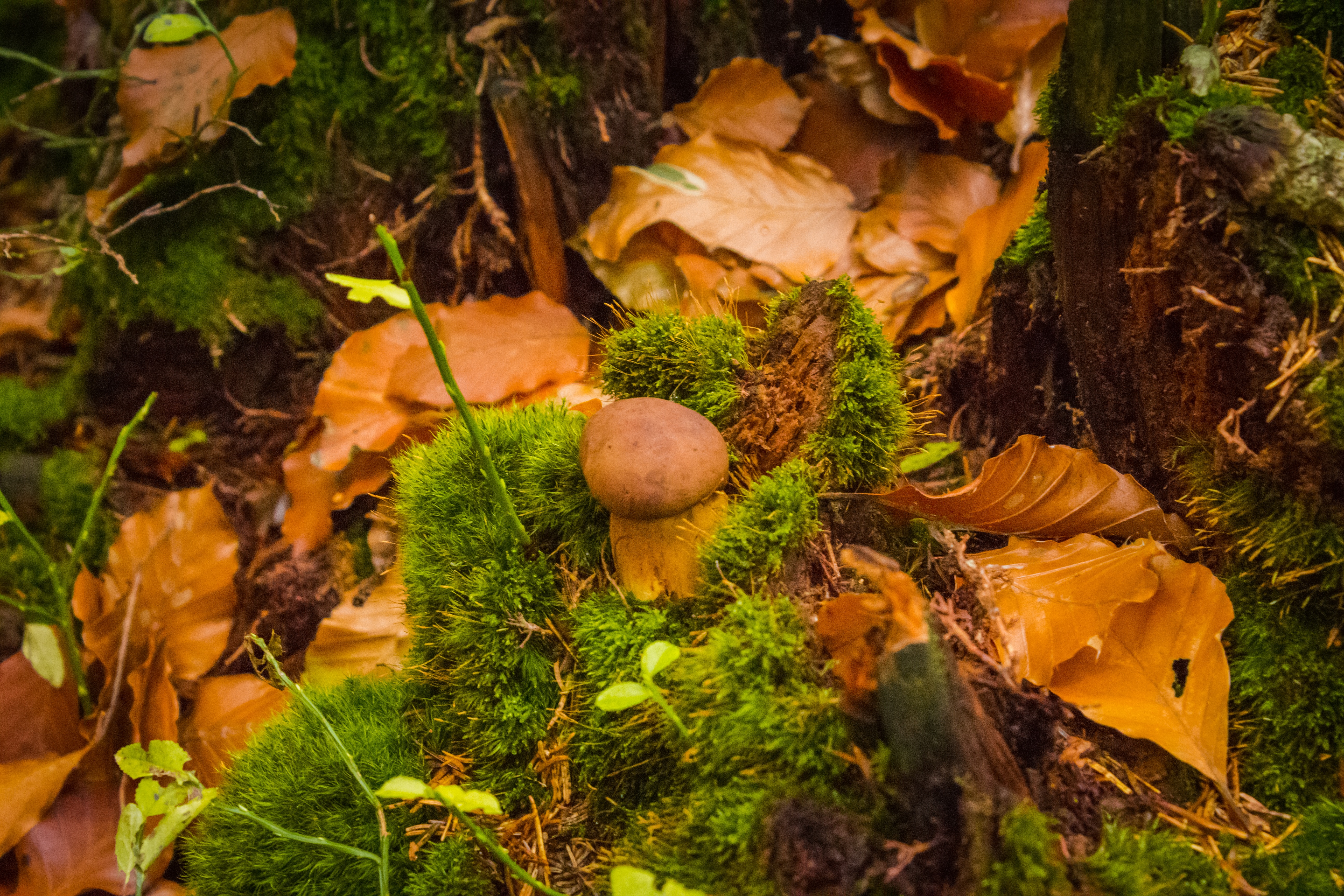 Грибы природа лес. Осенние грибы. Грибы осенью. Поздние осенние грибы. Грибы в осеннем лесу.