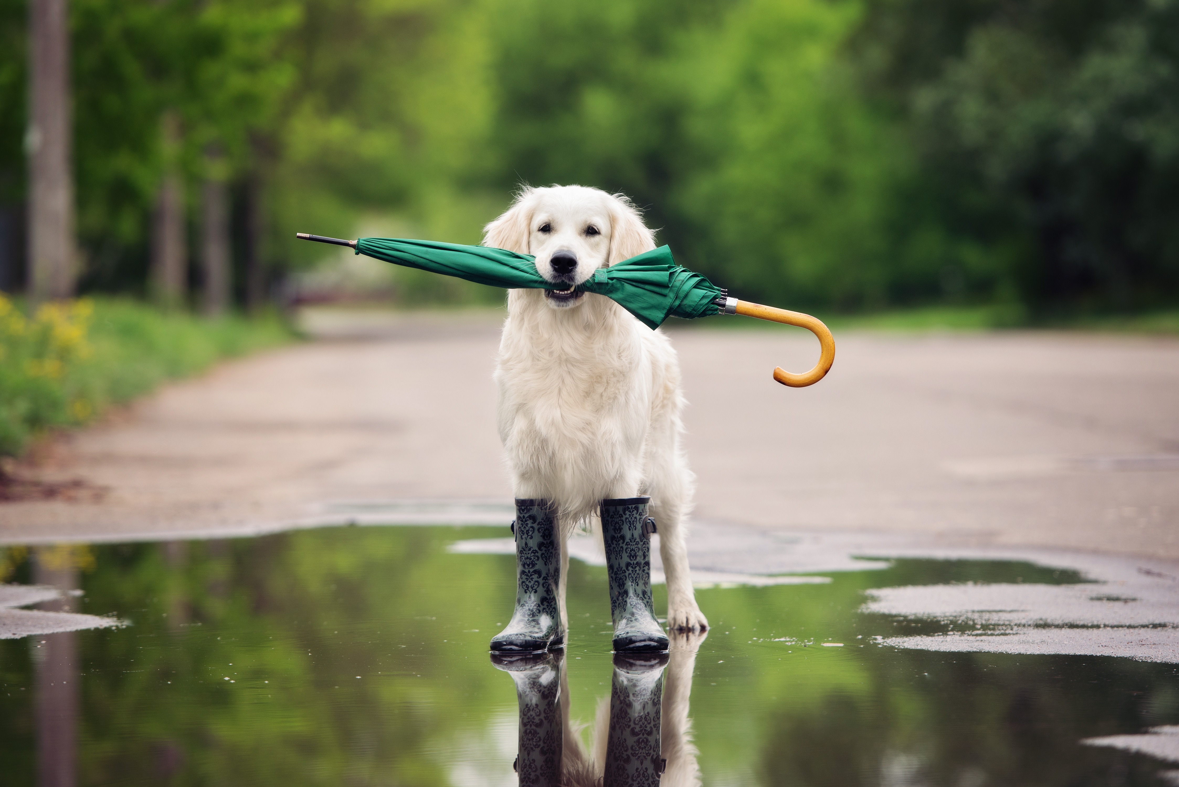 Гулять зонтиком. Веселая собака. Щенок под дождем. Радостная собака. Сапоги для собак резиновые.