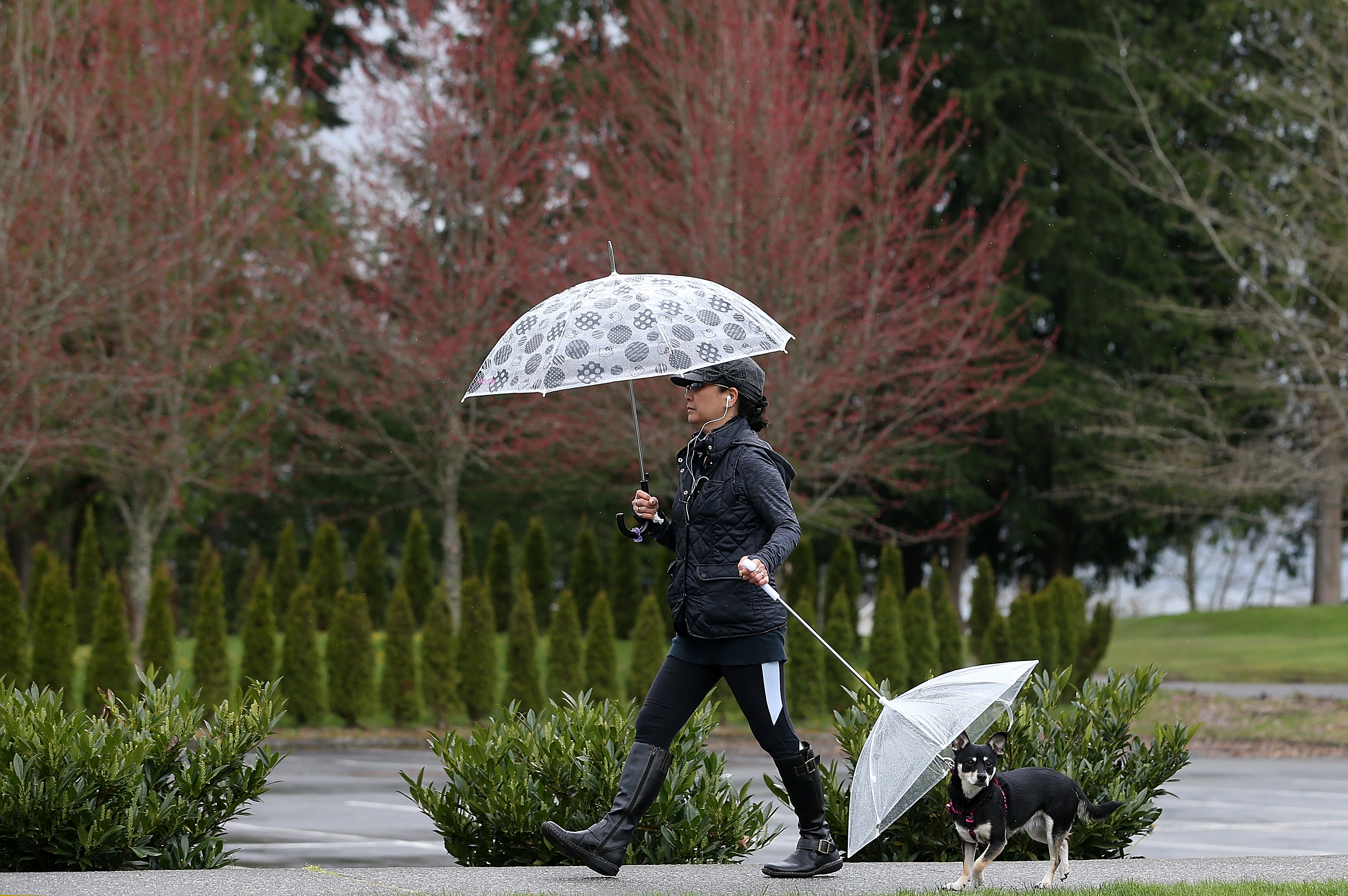 dogs carry umbrella