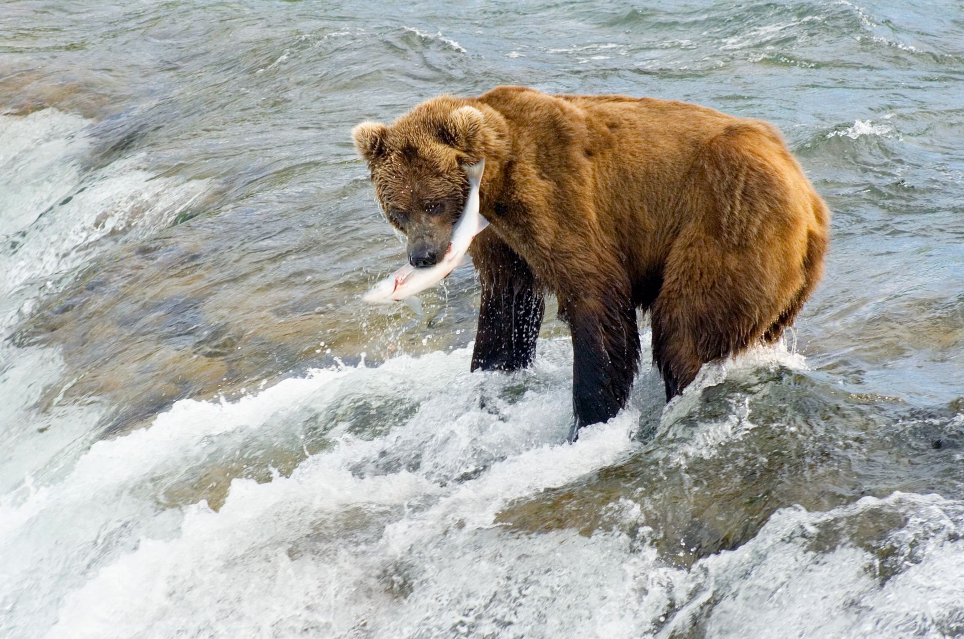 Bear Catching Fish Wallpapers High Quality | Download Free