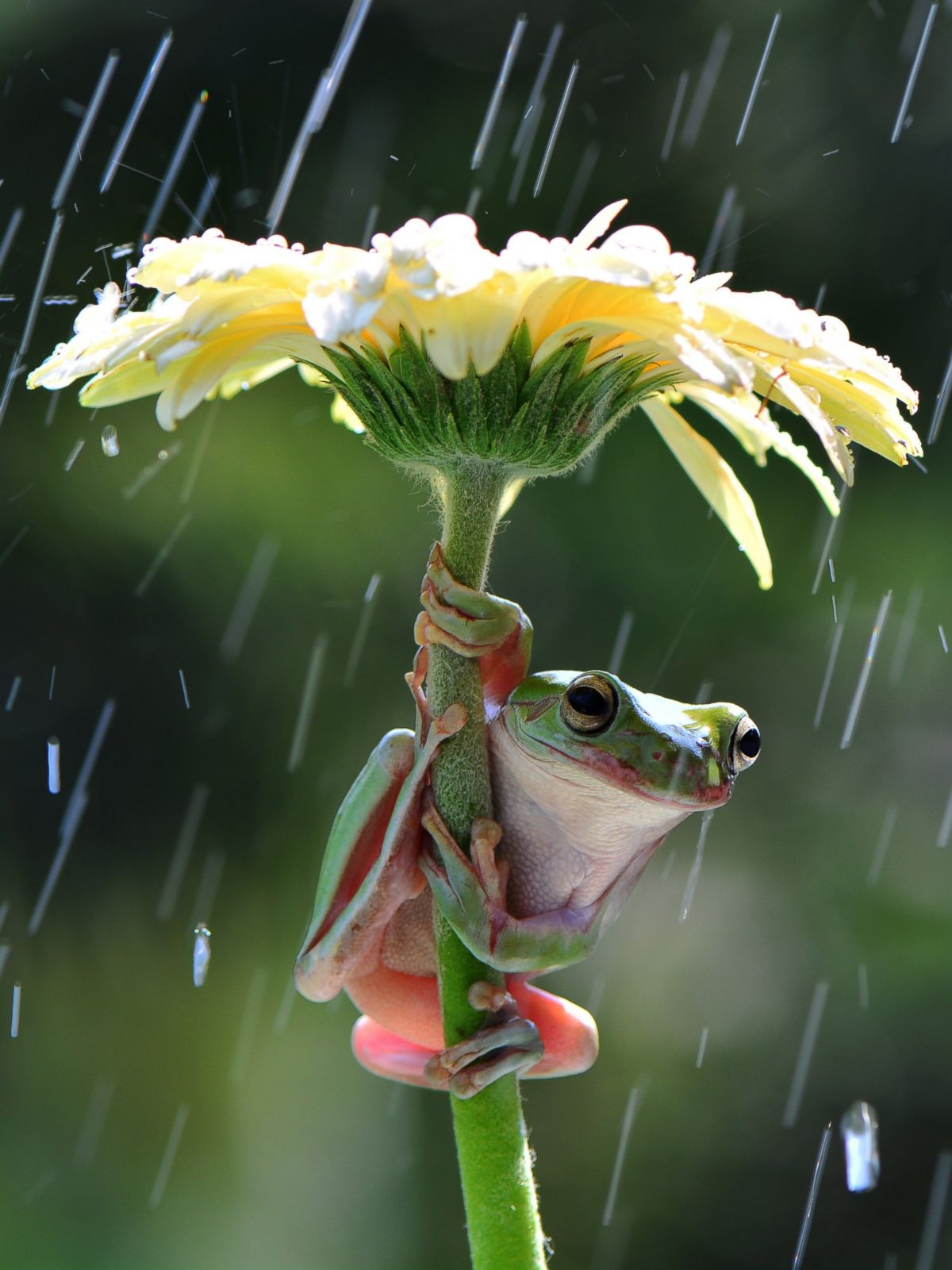 Глупое лето. Лягушка на цветке. Лягушка под дождем. Позитивные открытки. Лягушонок с цветочком.