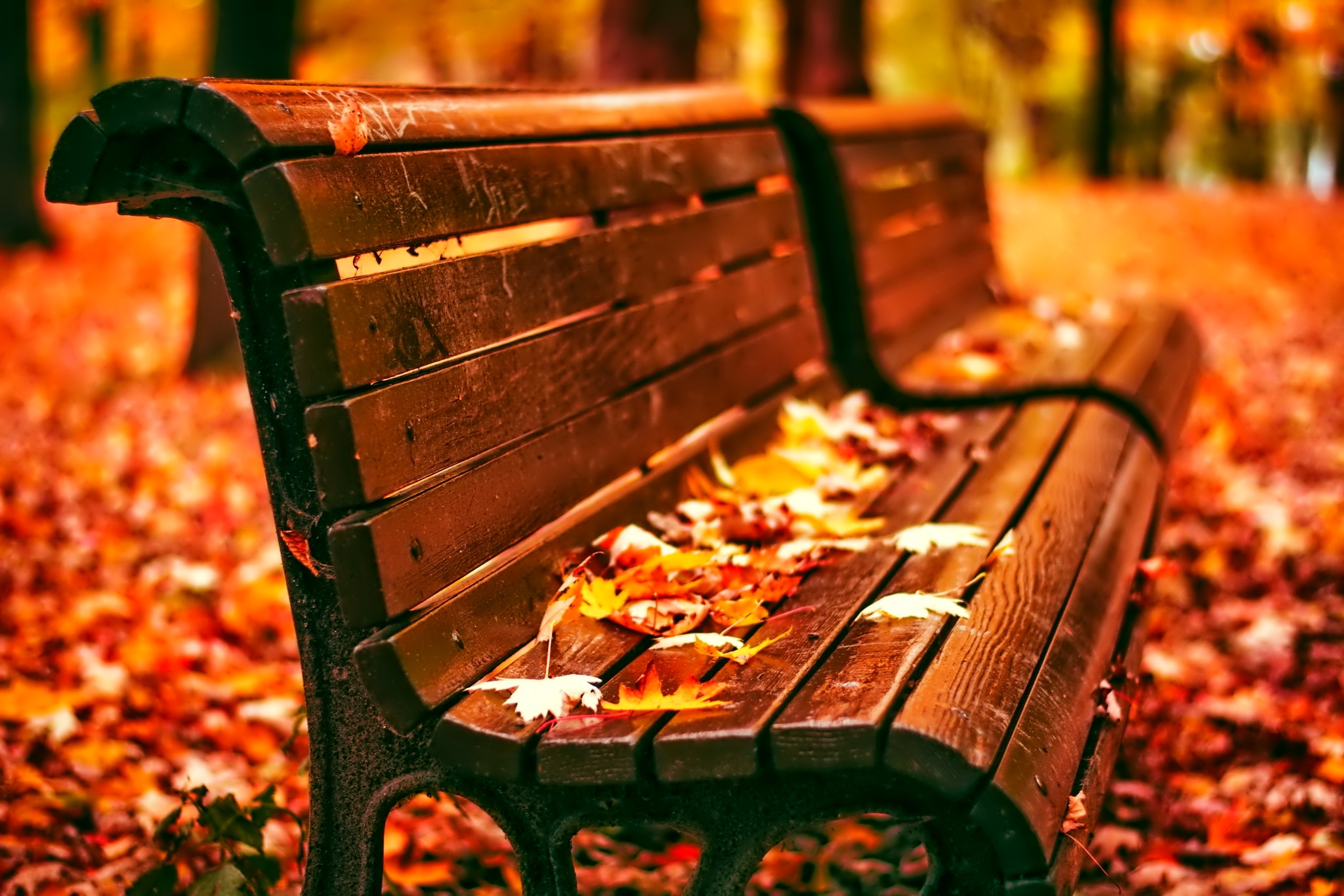 Красивая осень время. Осень парк лавочка. Осень скамейка. Осень парк скамейка. Скамейка в осеннем парке.
