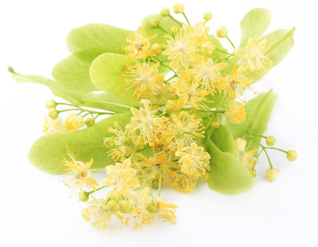 Linden Flowers Wallpapers High Quality | Download Free
