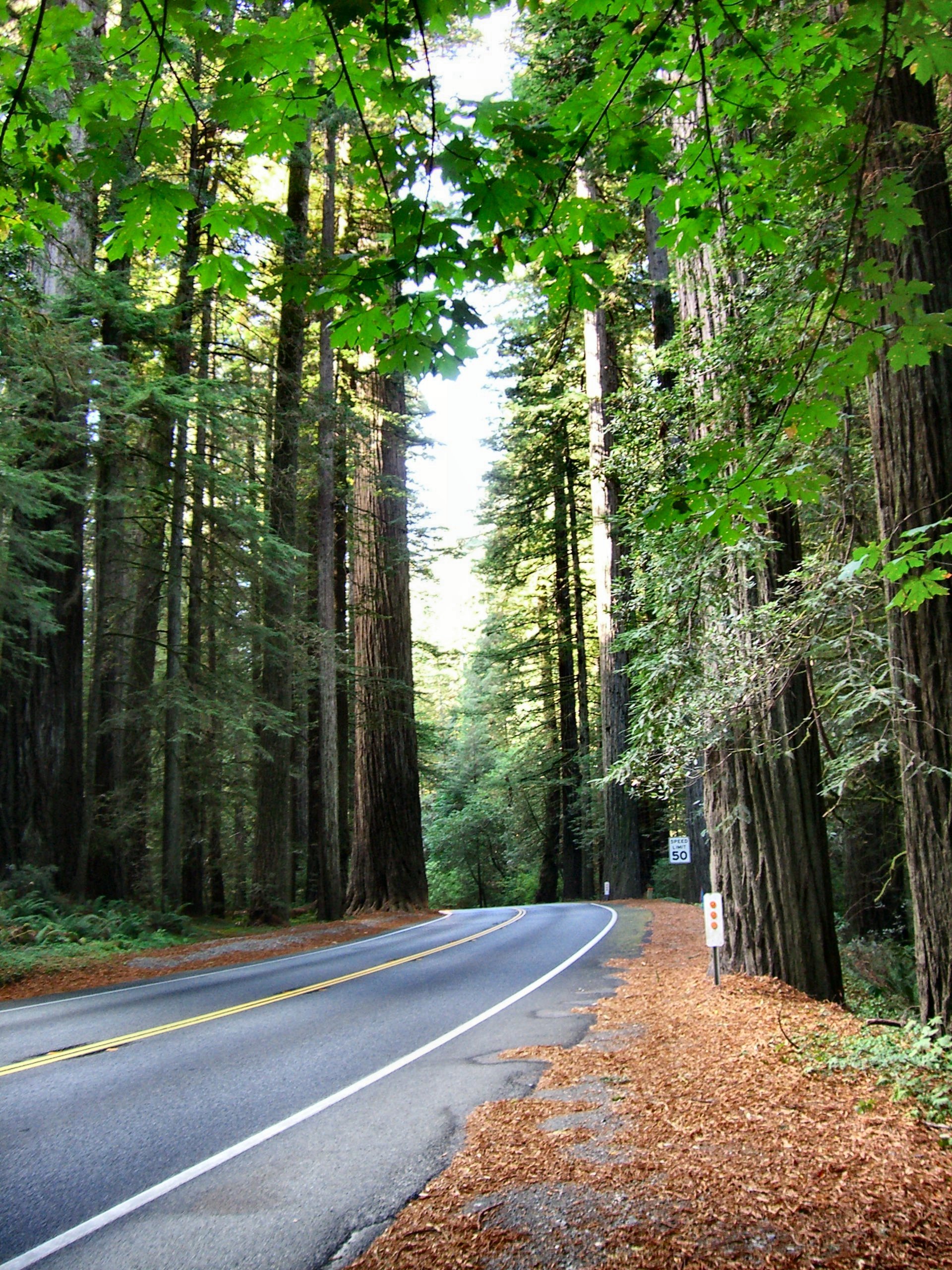 Дорога в красивом лесу. Орегон Вашингтон лес. Орегон дорога в лесу. Лесные трассы Калифорнии. Орегон Лесная дорога.