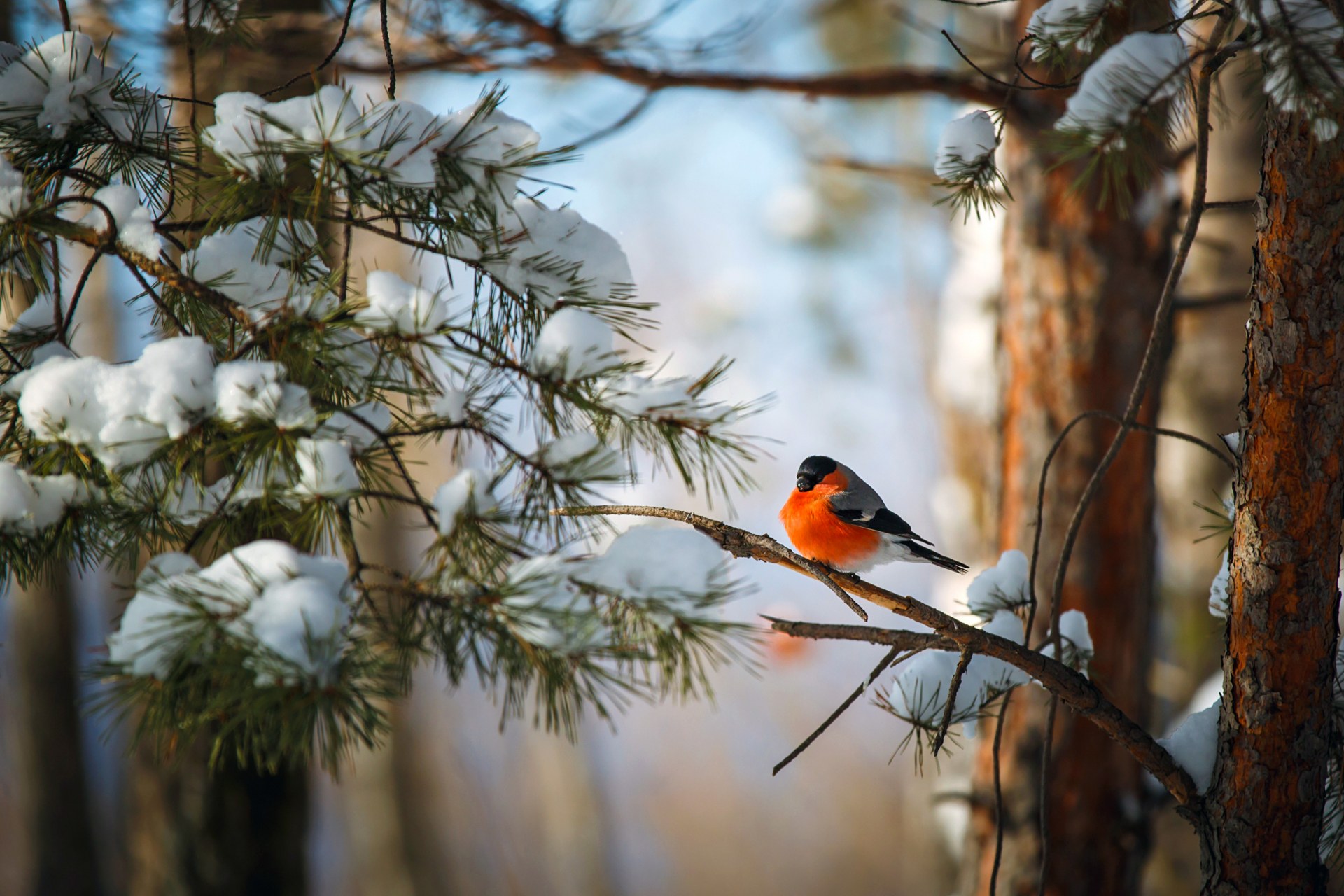 Красивая природа февраль. Снегирь в тайге. Снегири зимой. Птицы в зимнем лесу. Снегири в зимнем лесу.