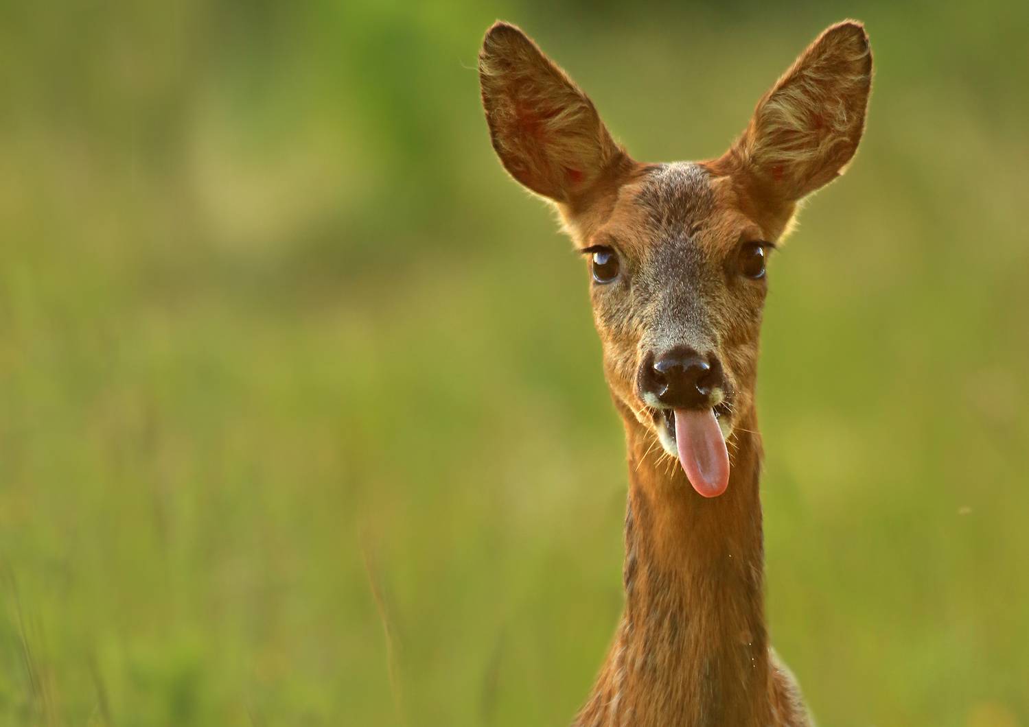 Funny Deer Wallpapers High Quality Download Free