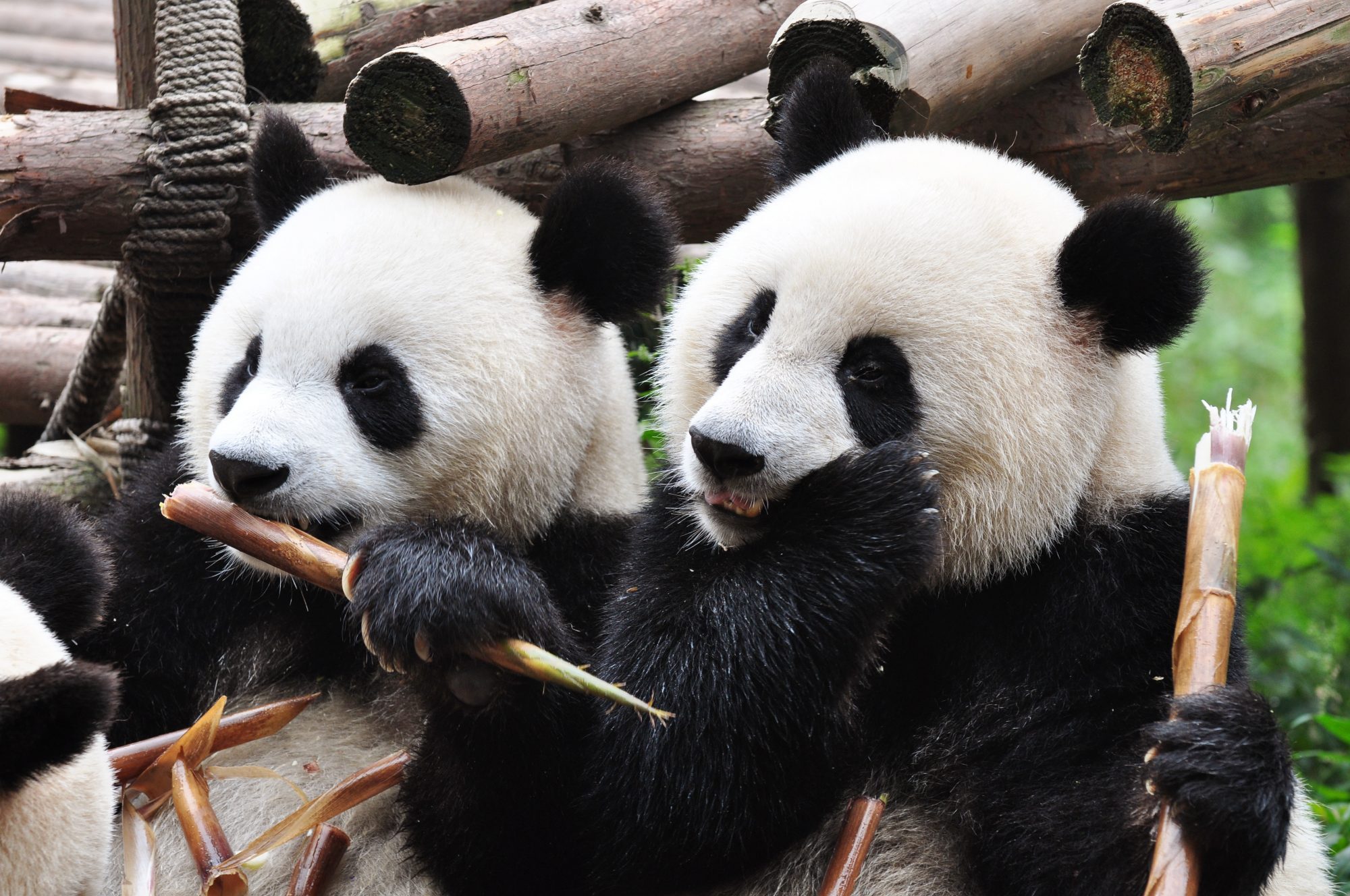 Включи где панда. Заповедник панд в Чэнду. Сычуань Чэнду панды. Чэнду Китай панды заповедник. Центр панд в Чэнду.